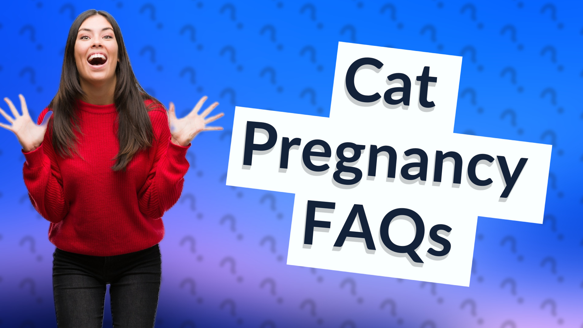 Cat Pregnancy FAQs