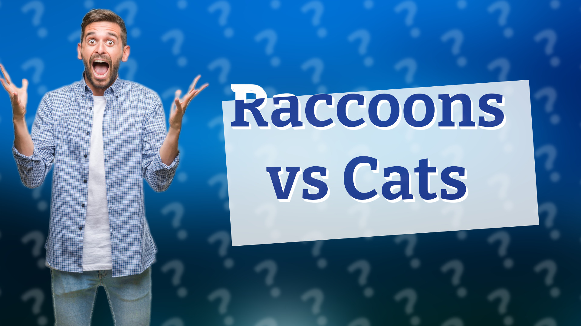 Raccoons vs Cats