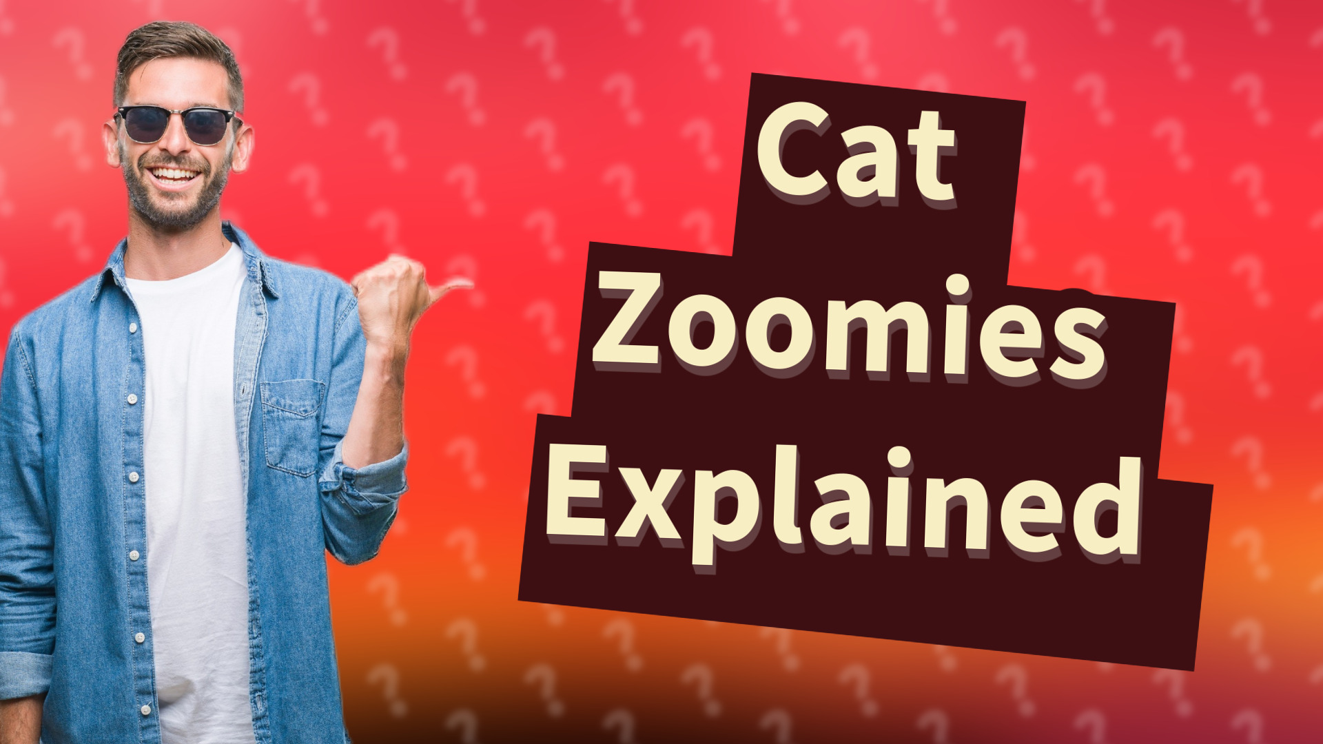 Cat Zoomies Explained