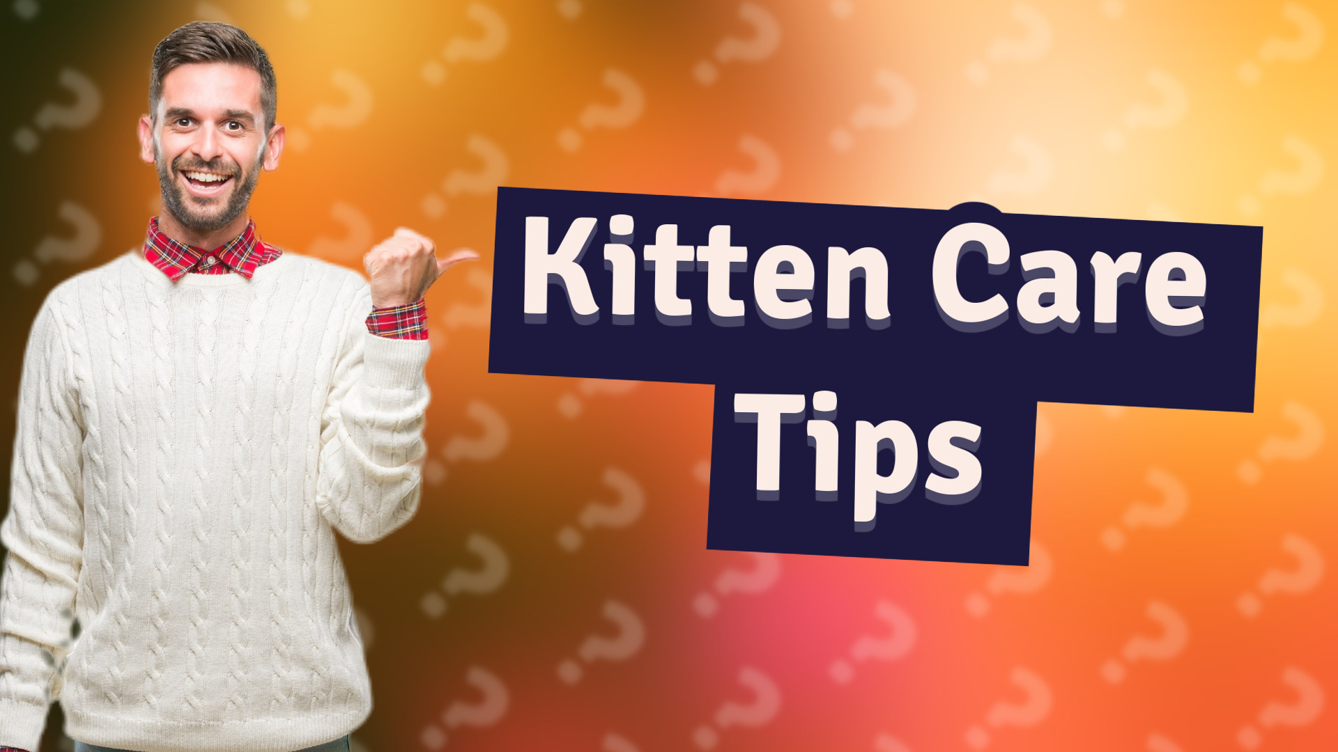 Kitten Care Tips