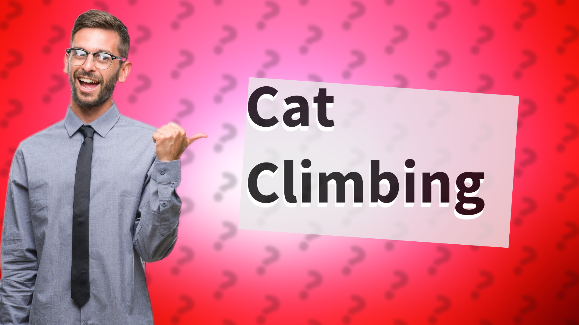 Cat Climbing
