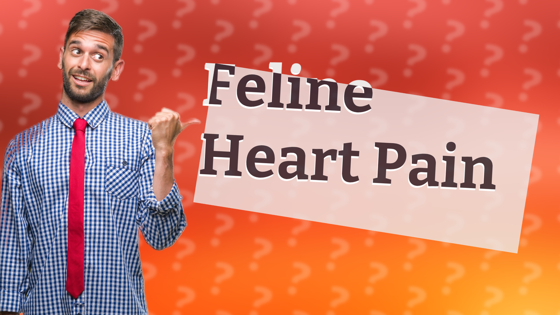 Feline Heart Pain