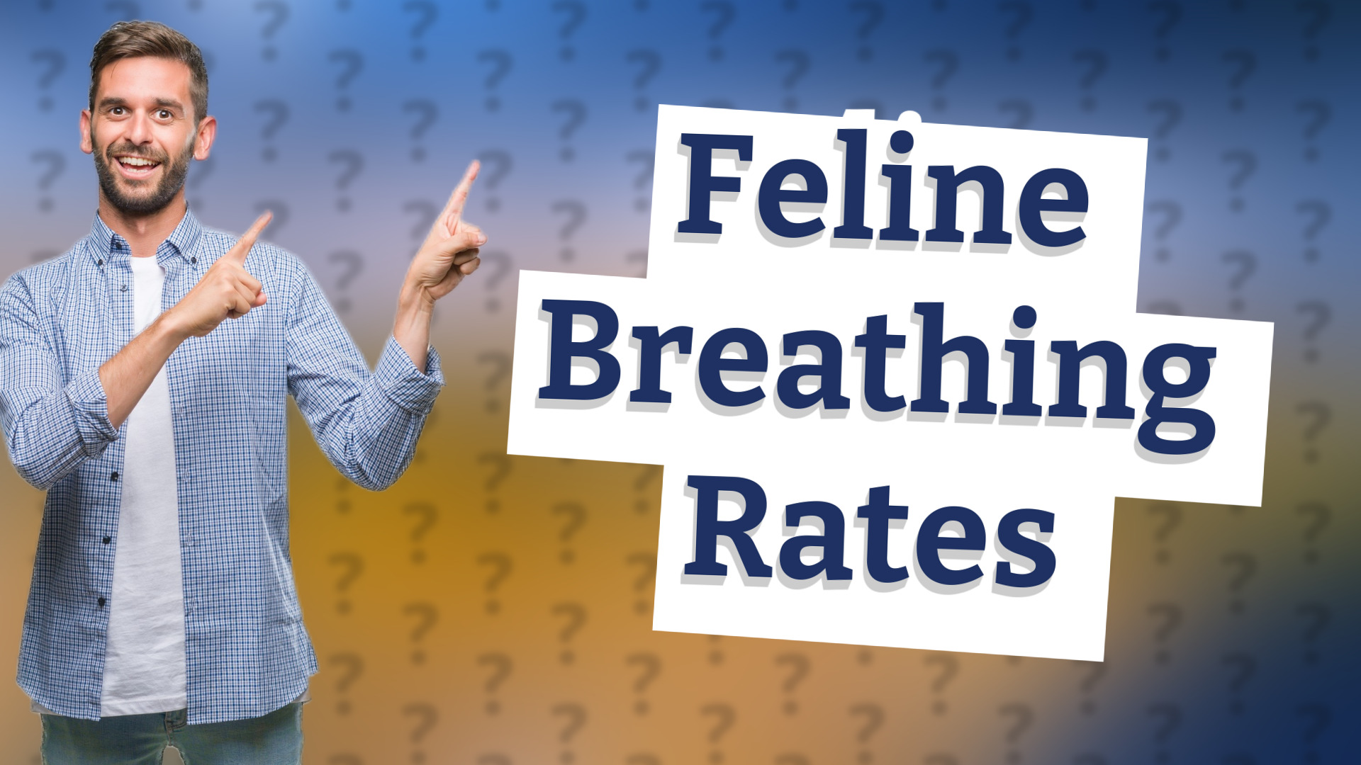 Feline Breathing Rates