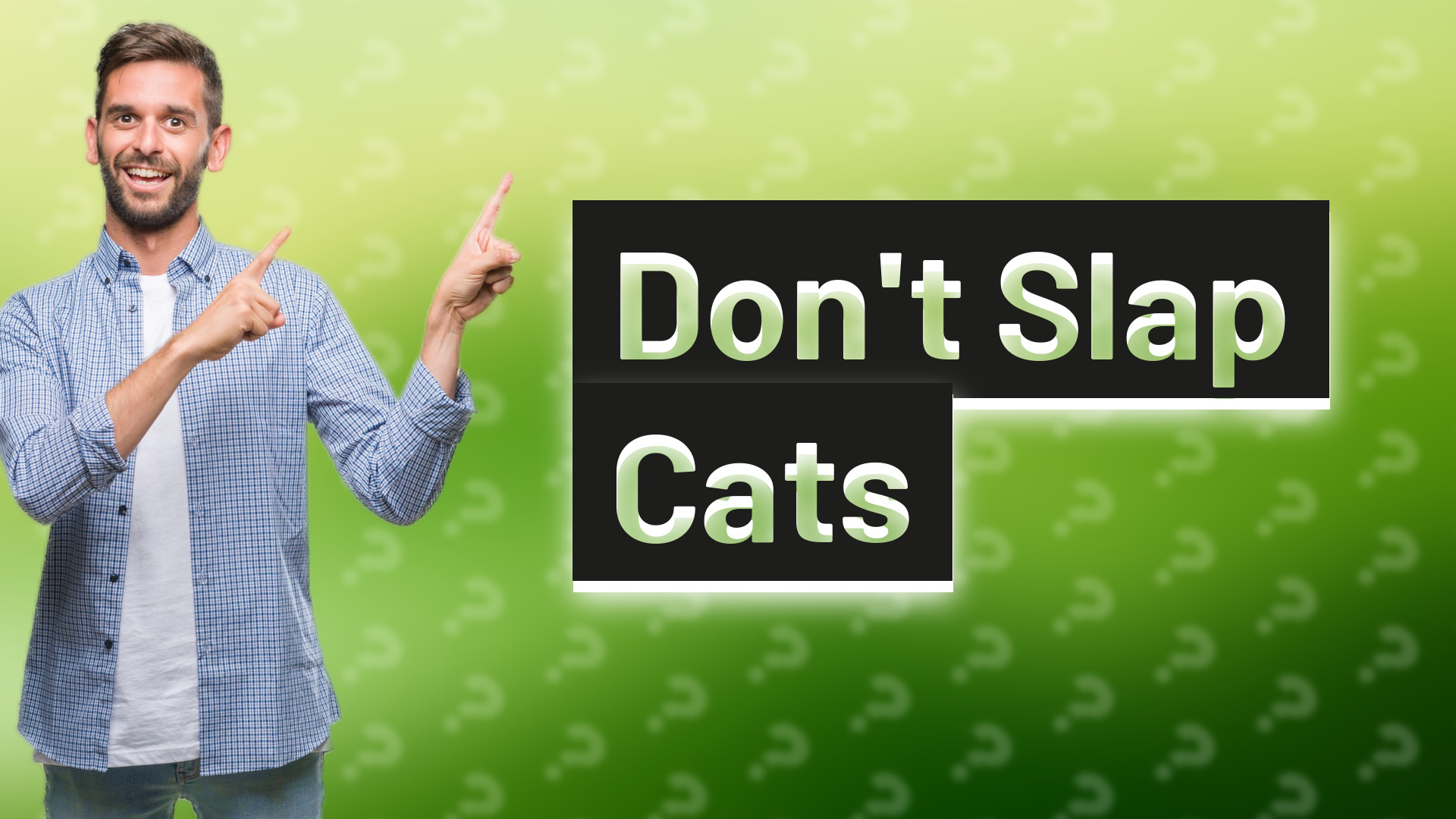 Don't Slap Cats