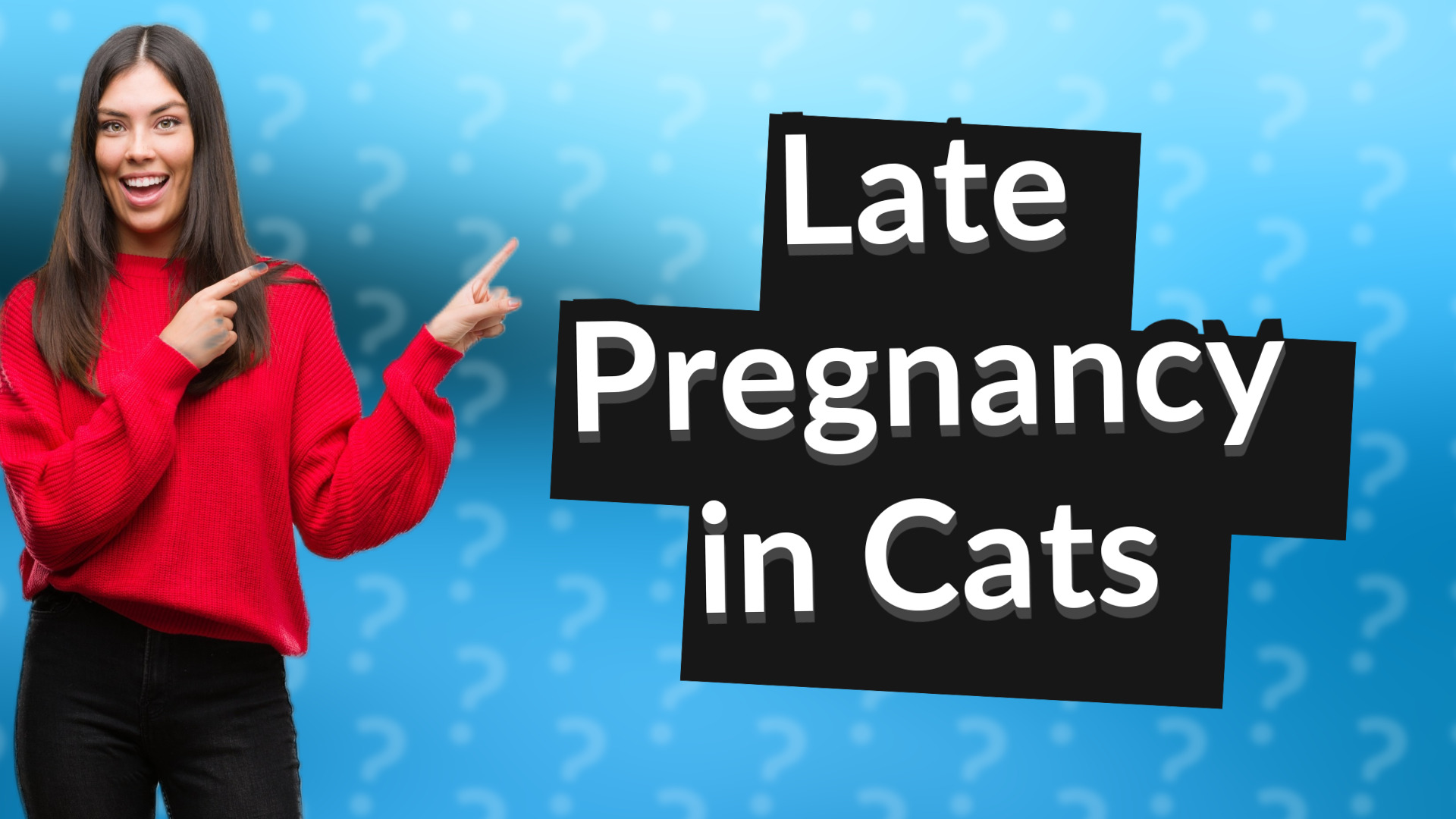 Late Pregnancy in Cats