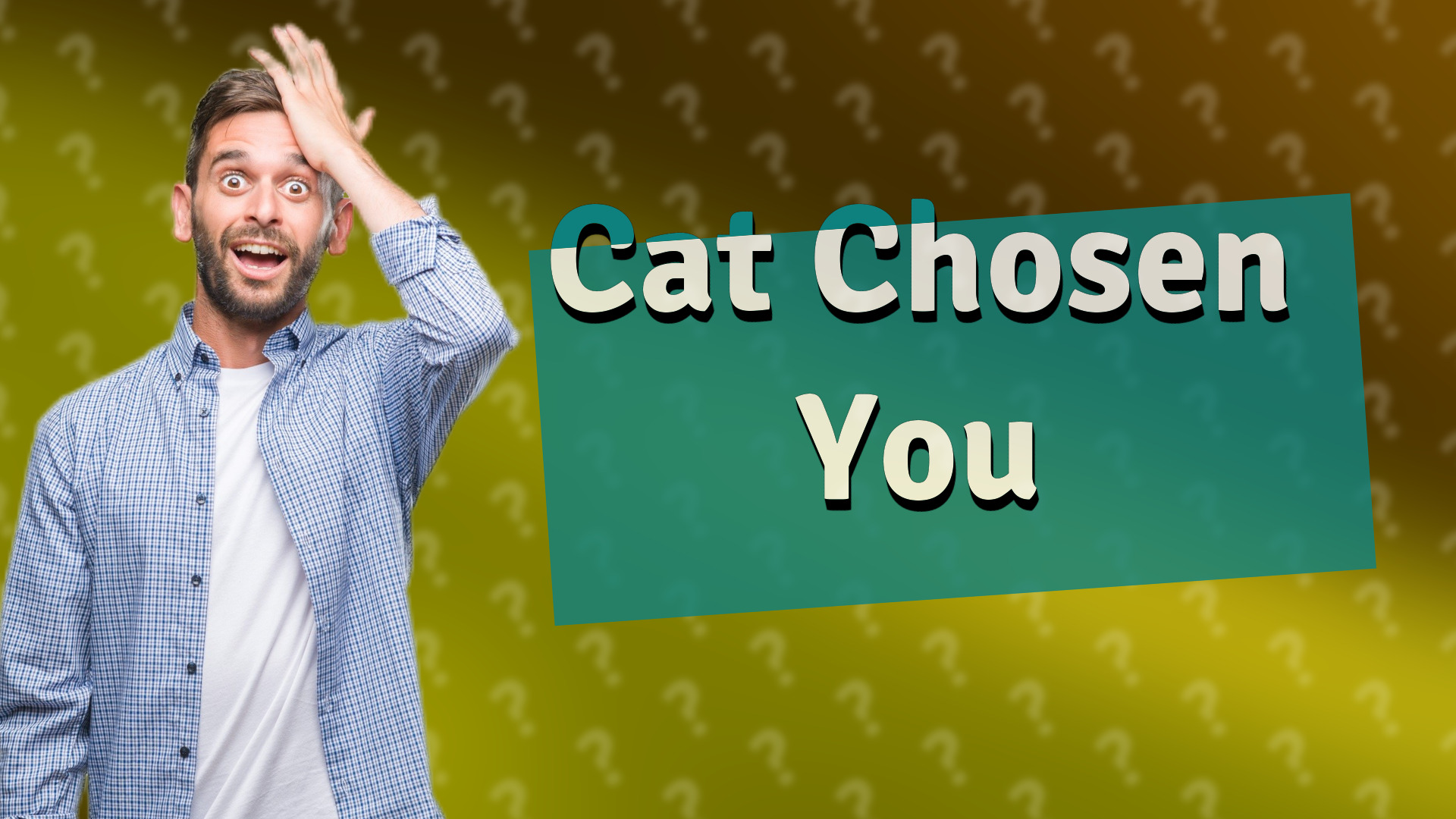 Cat Chosen You