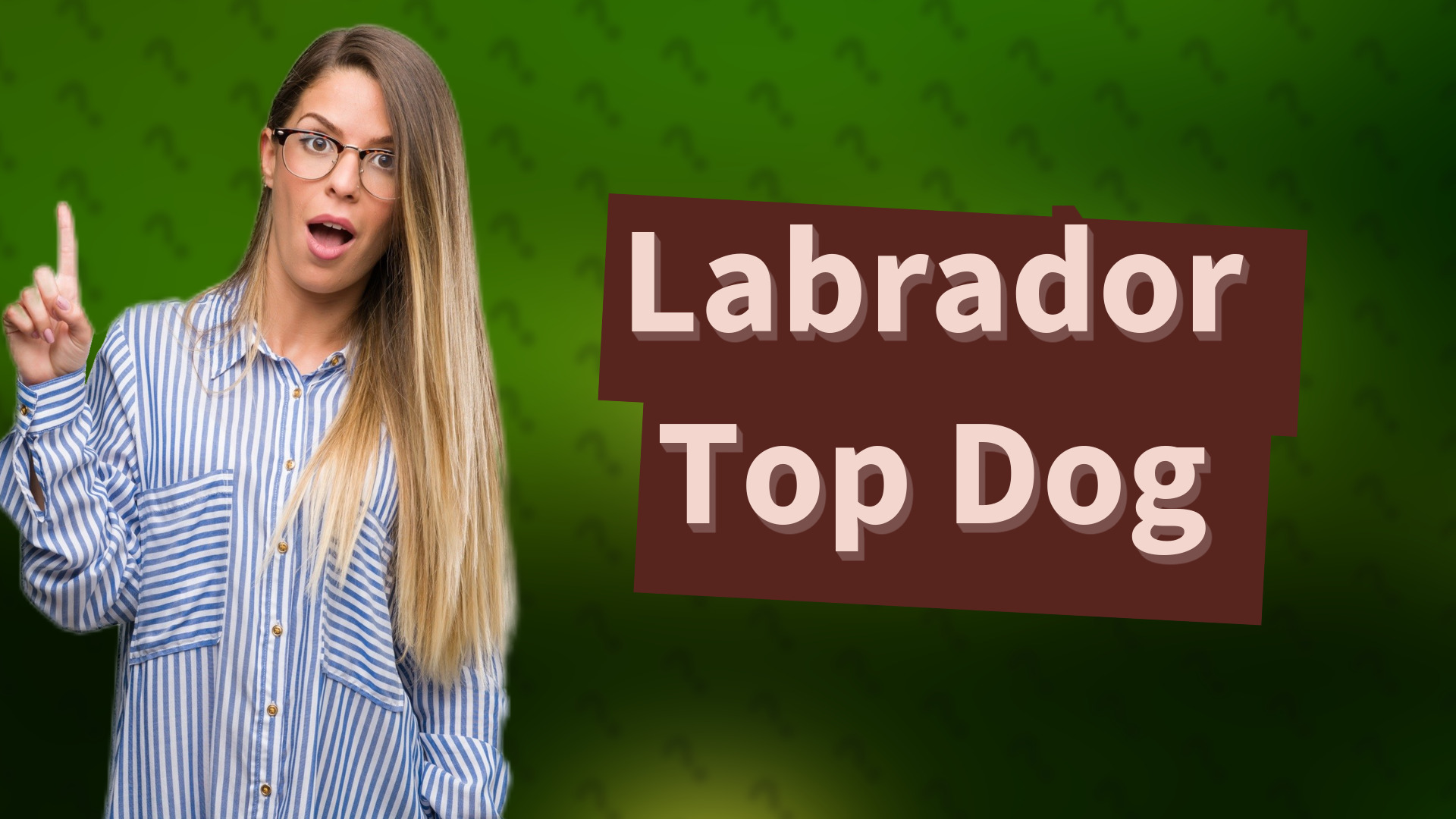 Labrador Top Dog