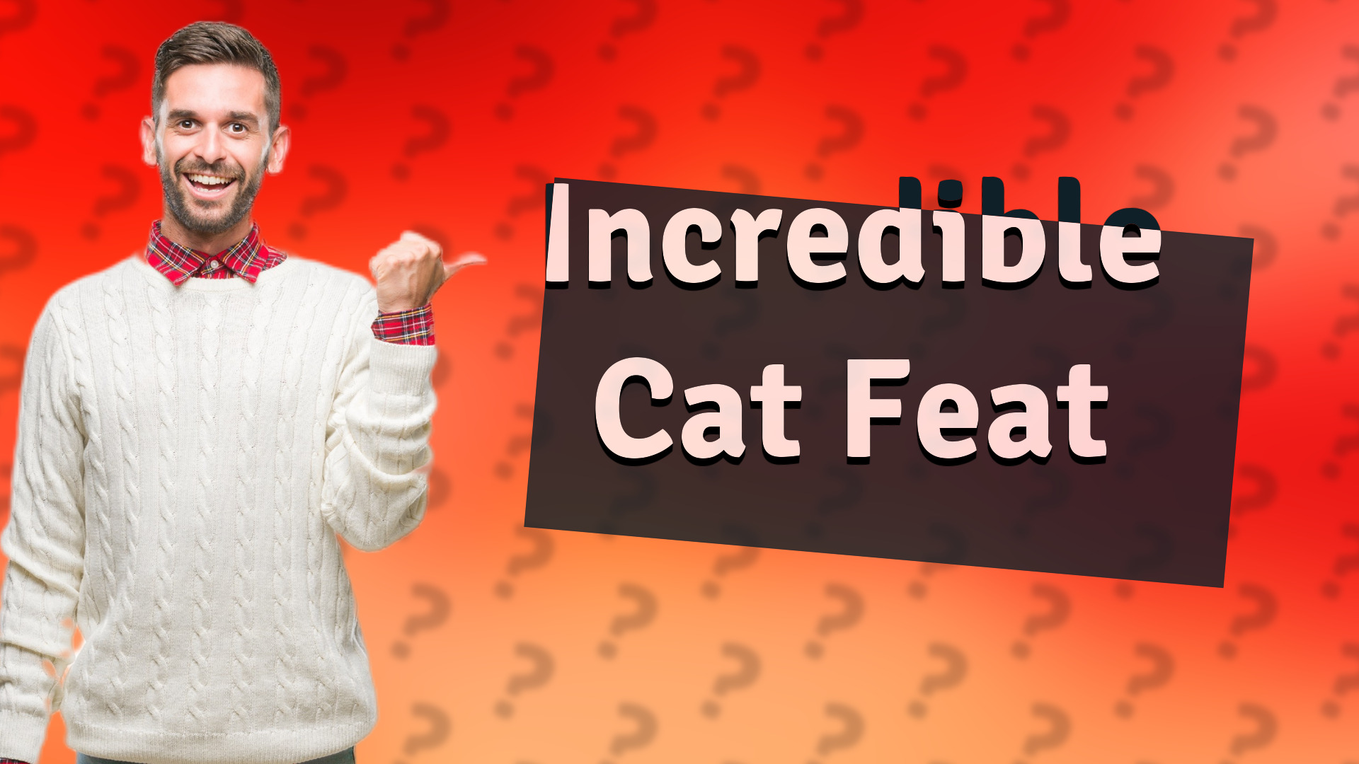 Incredible Cat Feat