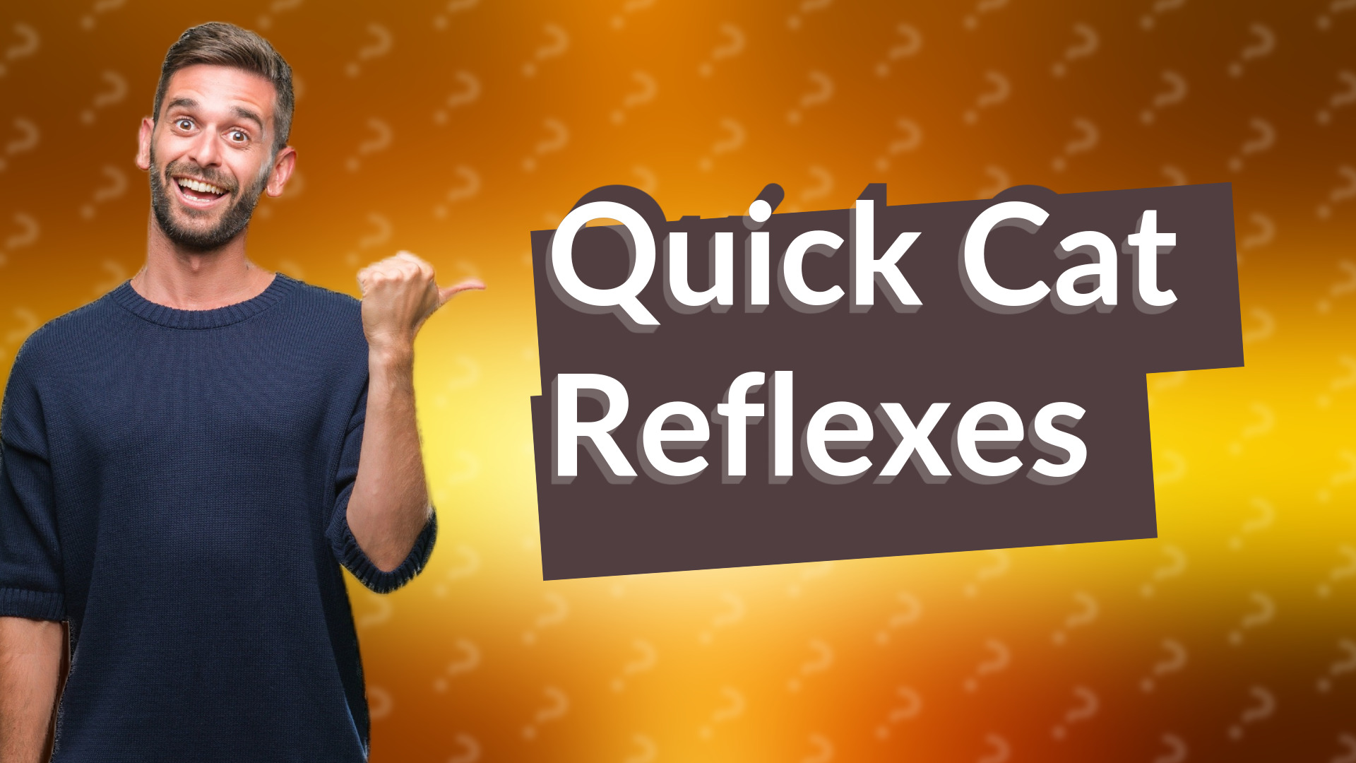 Quick Cat Reflexes