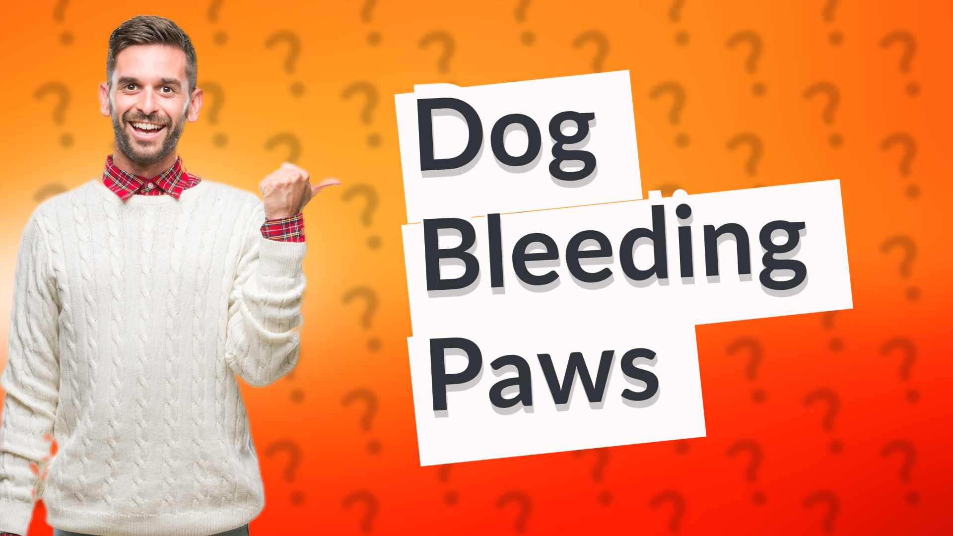 Dog Bleeding Paws