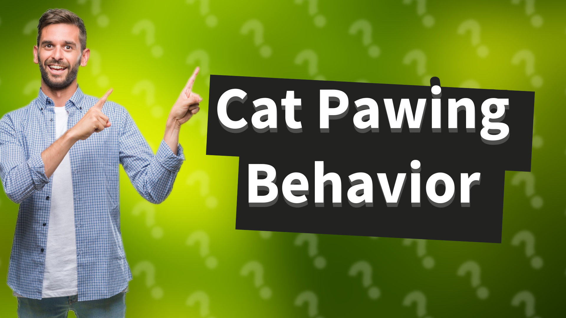 Cat Pawing Behavior