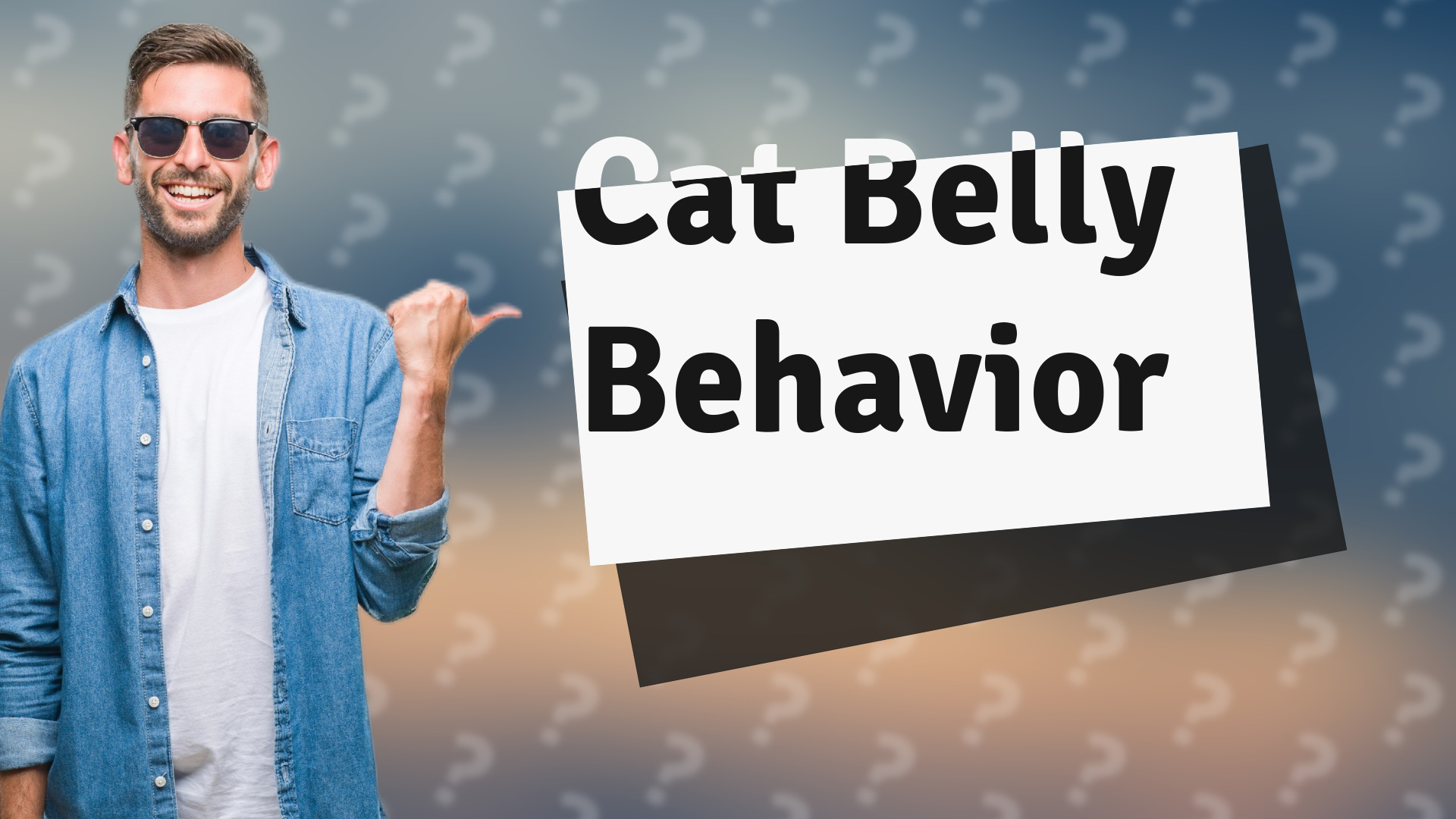 Cat Belly Behavior