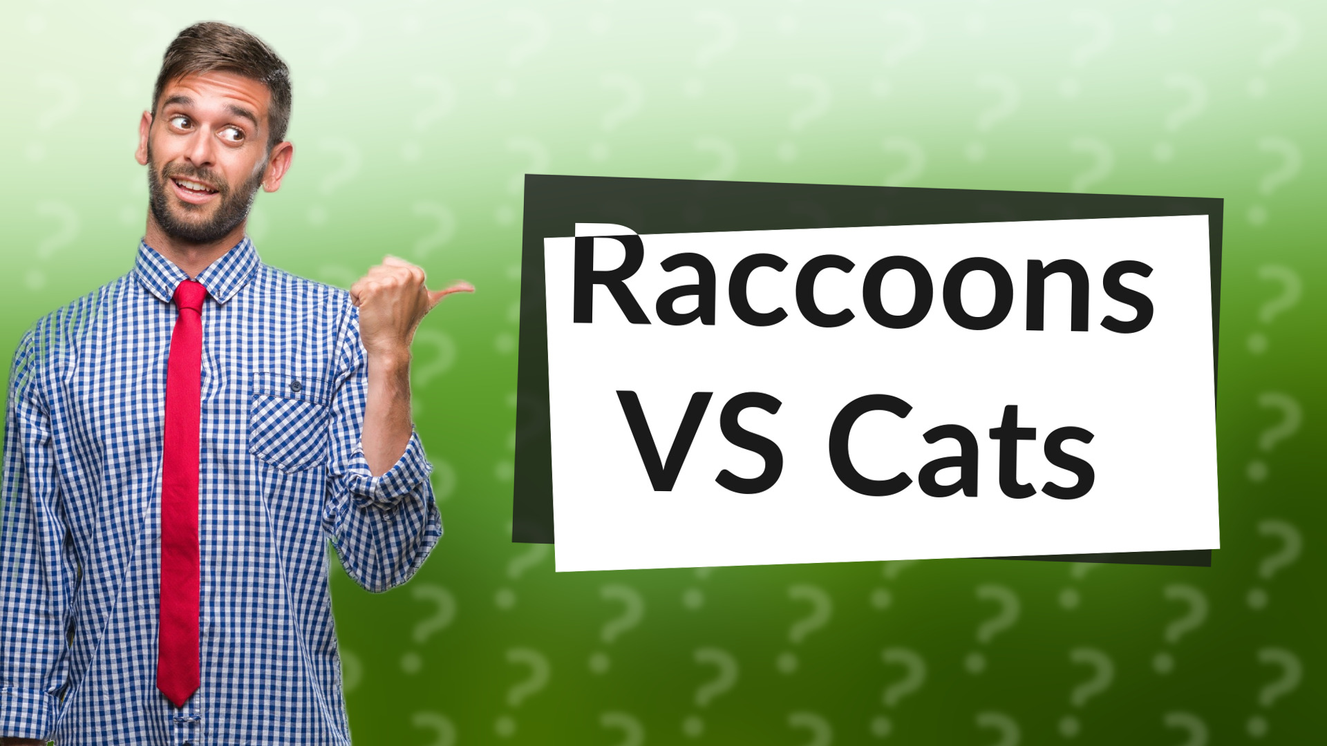 Raccoons VS Cats