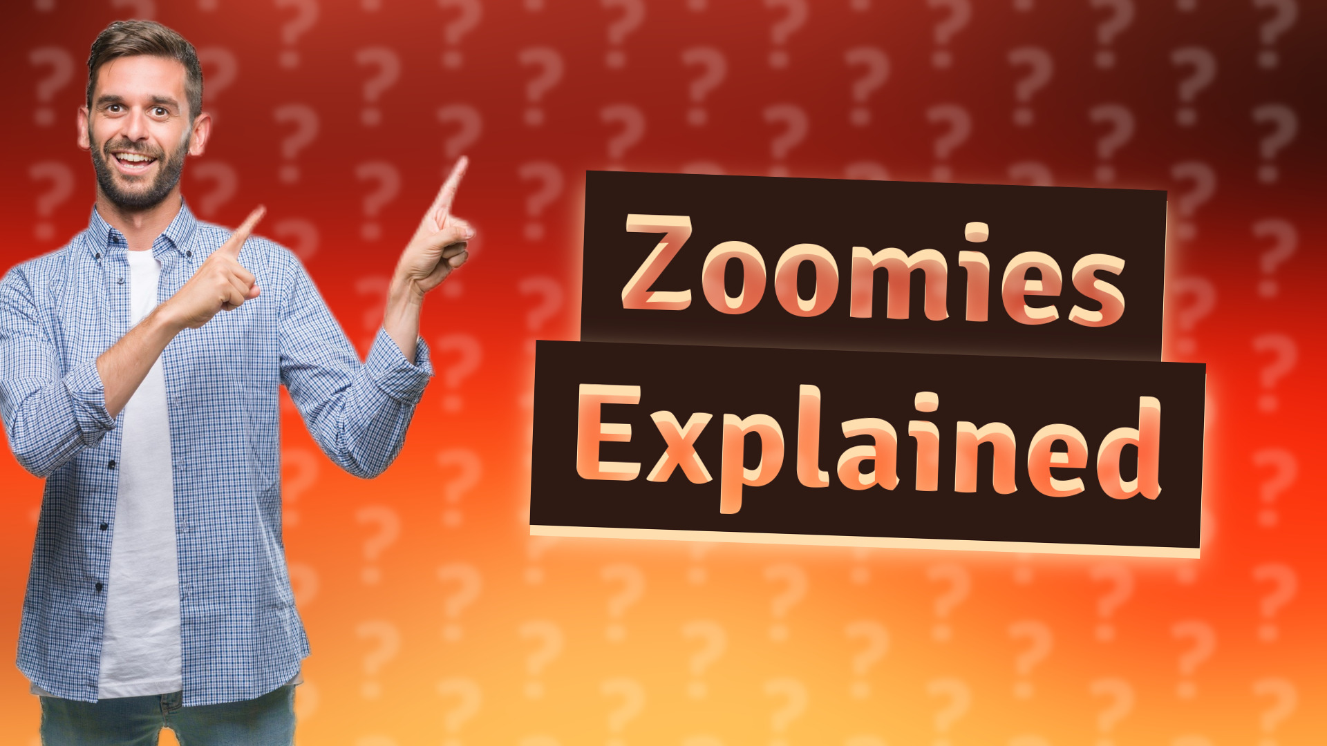 Zoomies Explained