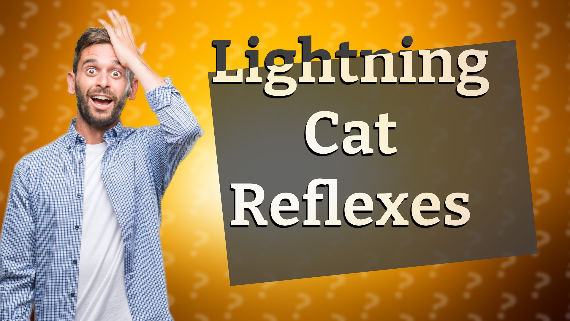 Lightning Cat Reflexes