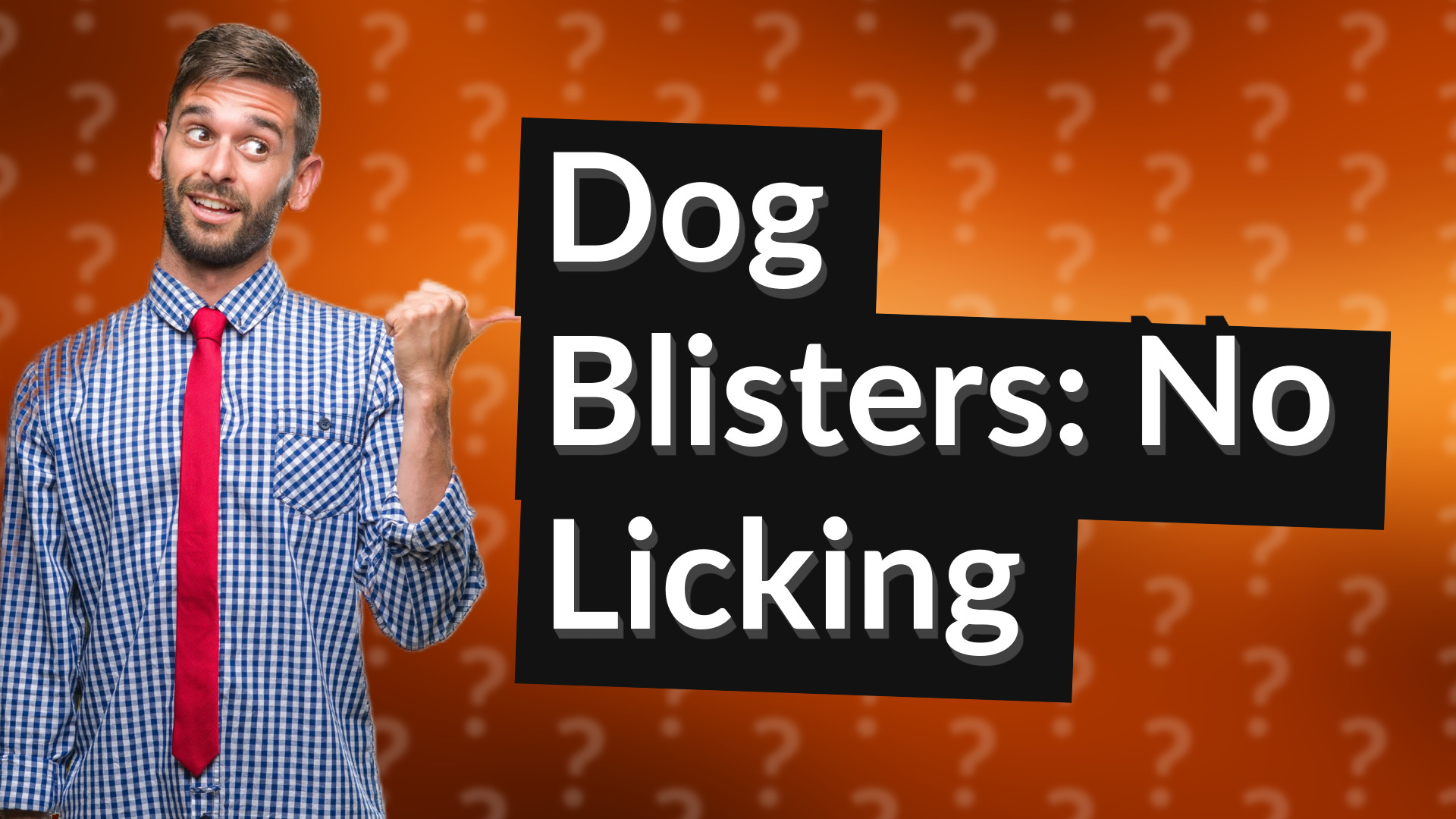 Dog Blisters: No Licking