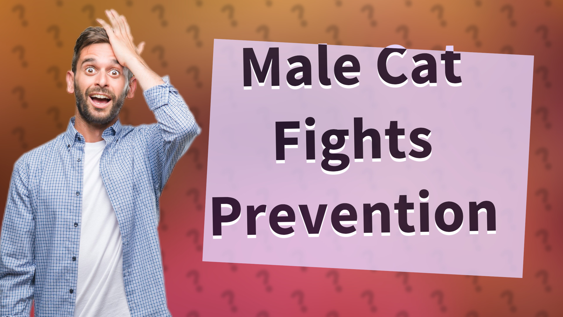 Male Cat Fights Prevention