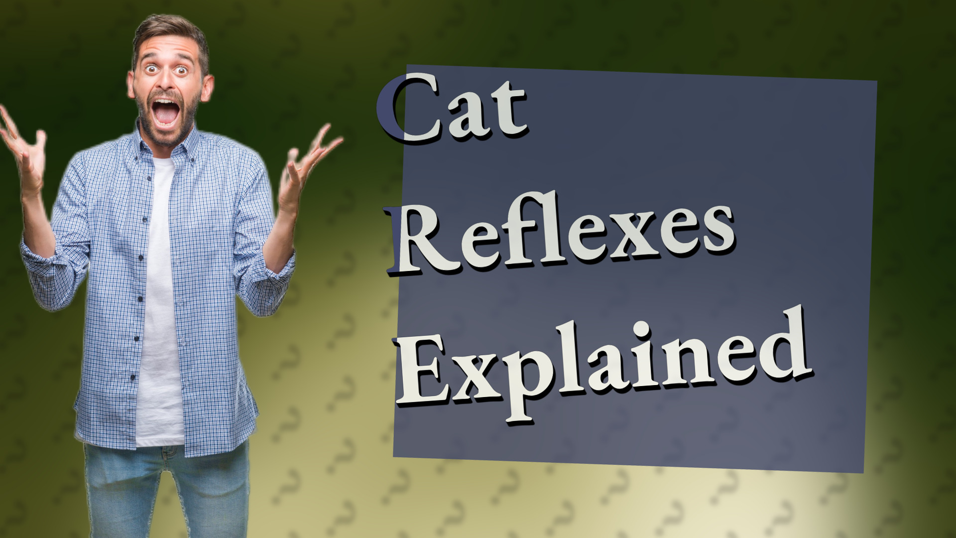 Cat Reflexes Explained