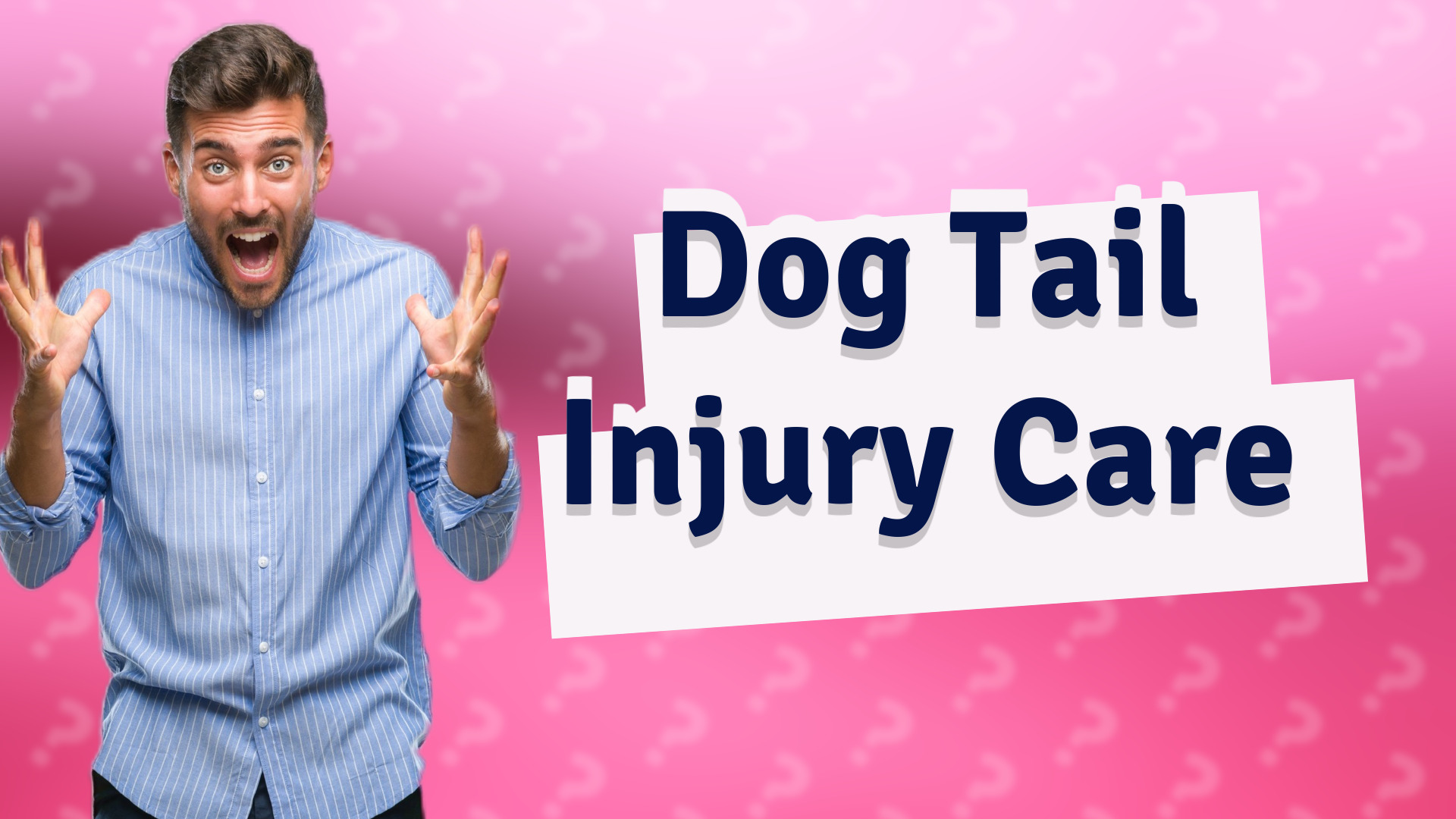 Dog Tail Injury Care