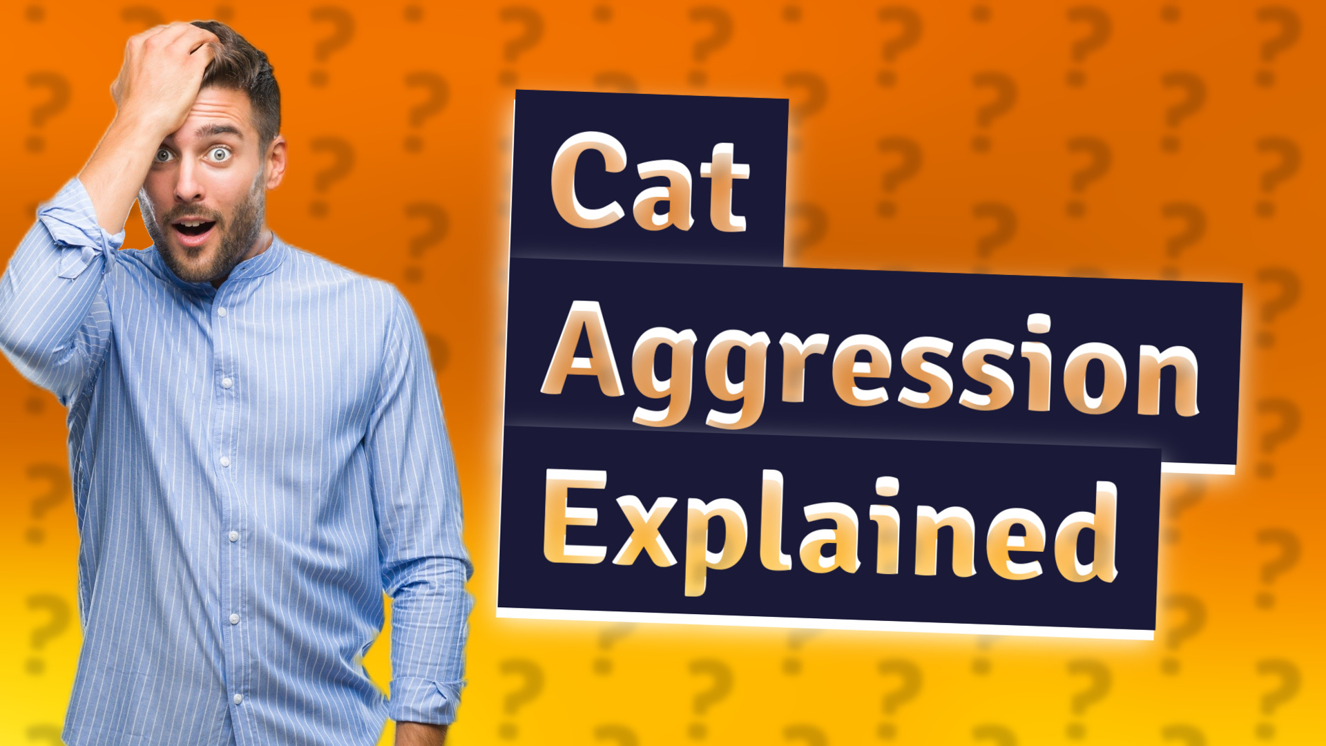 Cat Aggression Explained