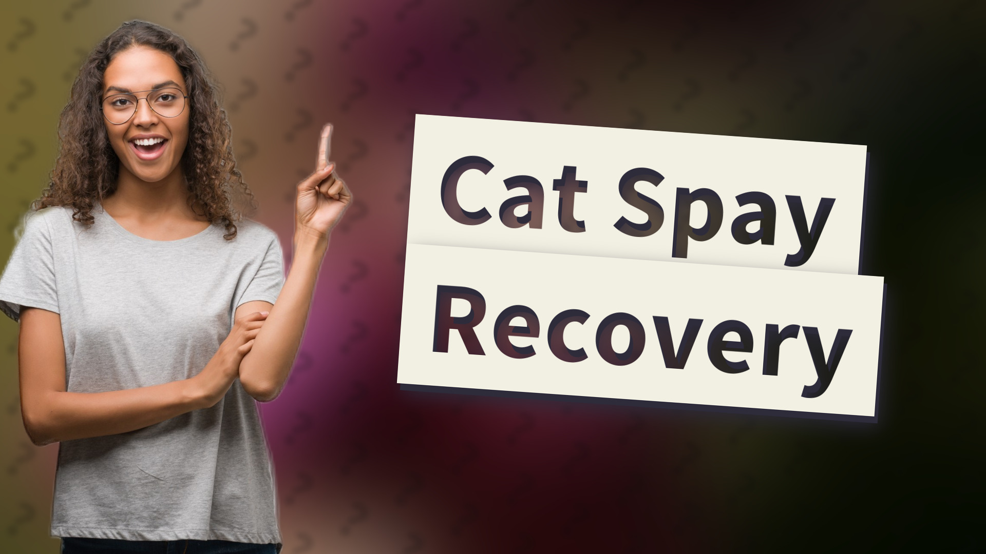 Cat Spay Recovery