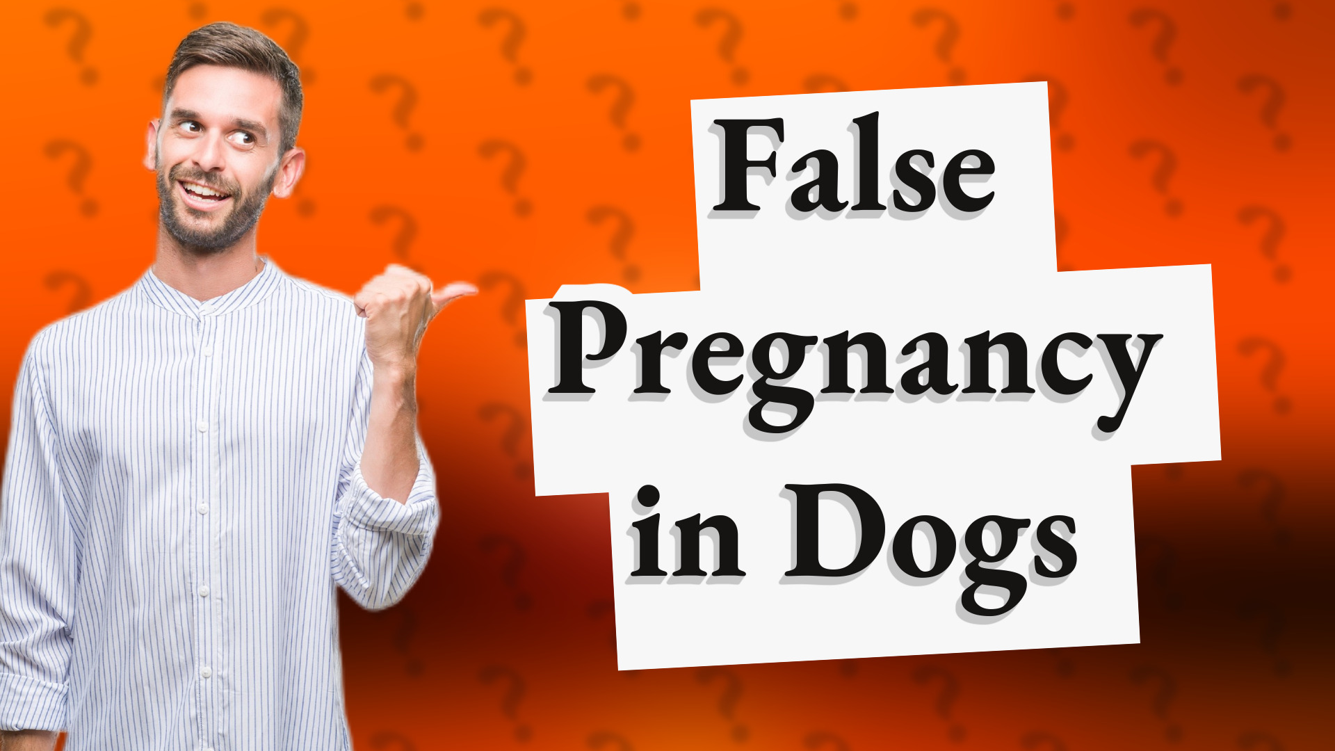 False Pregnancy in Dogs