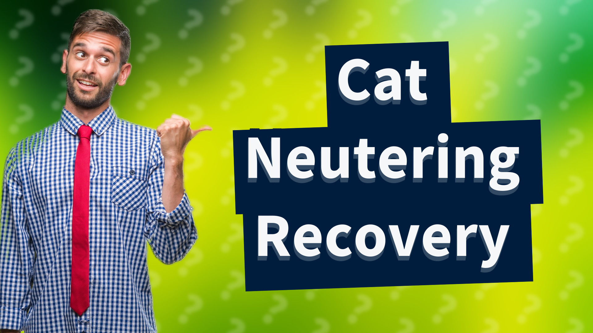 Cat Neutering Recovery