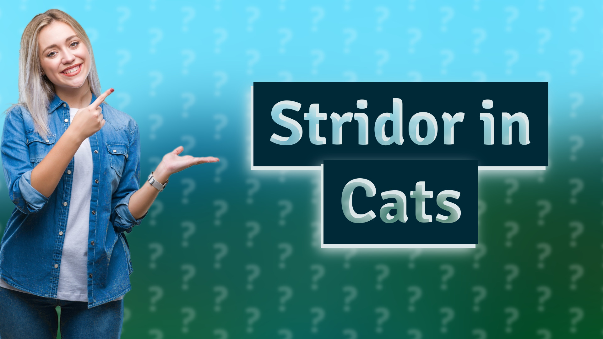 Stridor in Cats