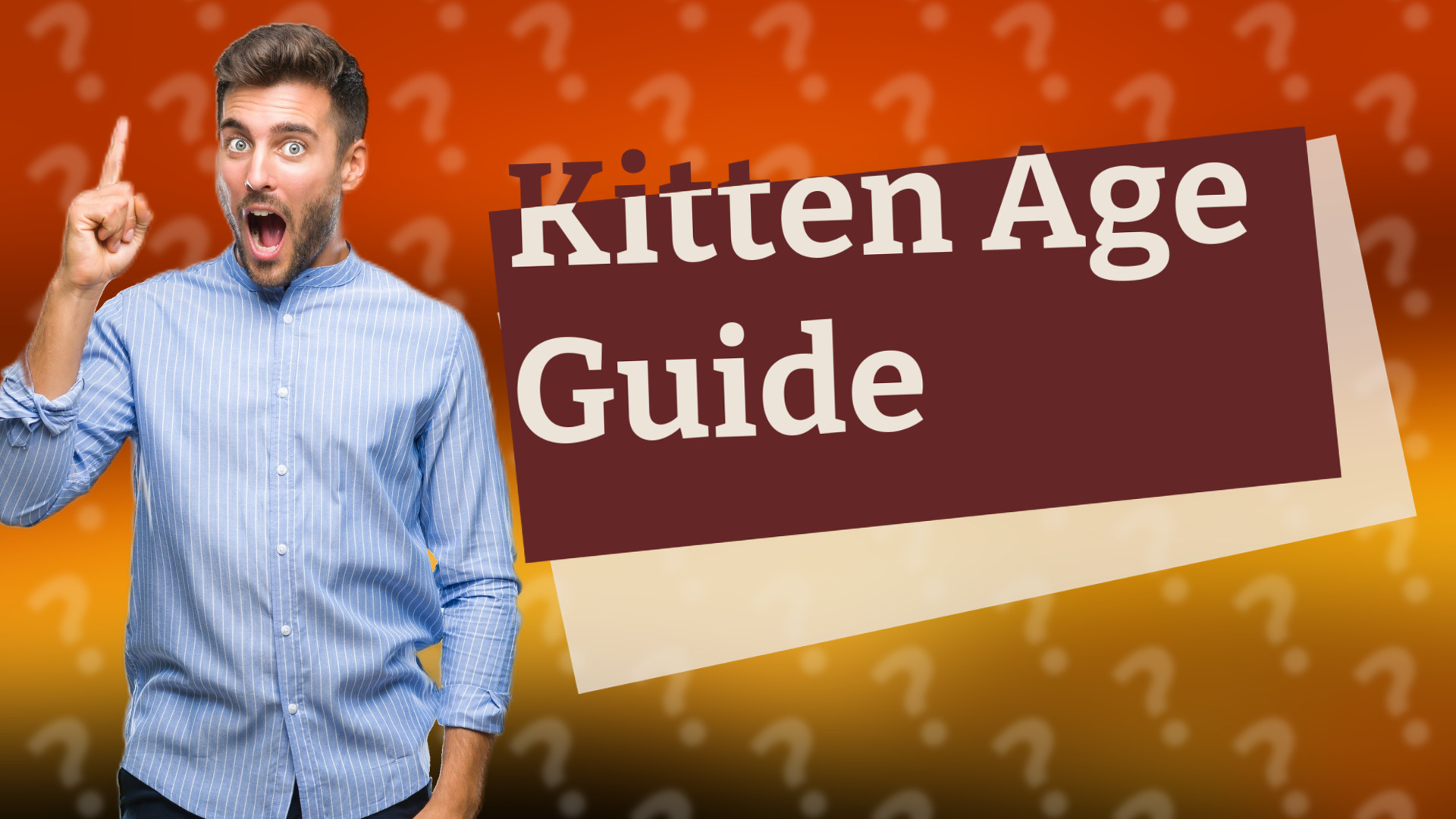 Kitten Age Guide