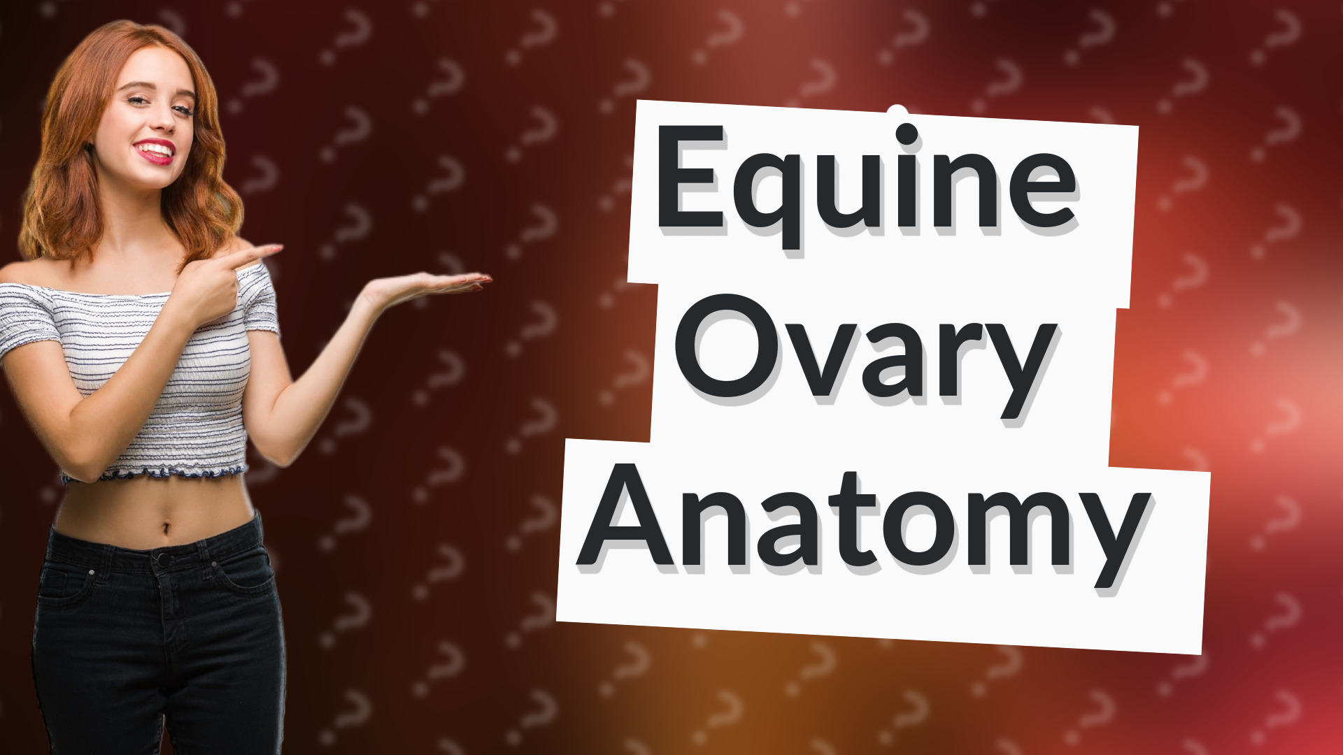 Equine Ovary Anatomy
