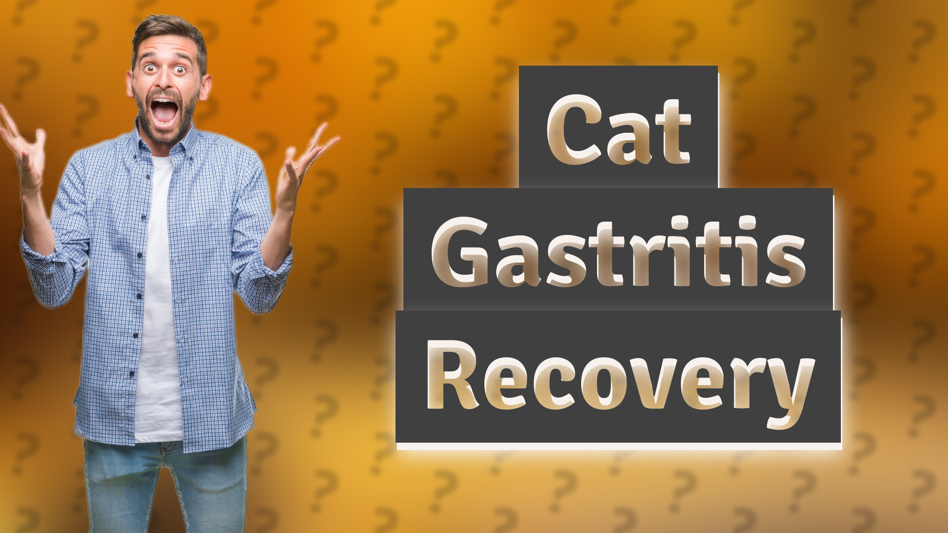 Cat Gastritis Recovery