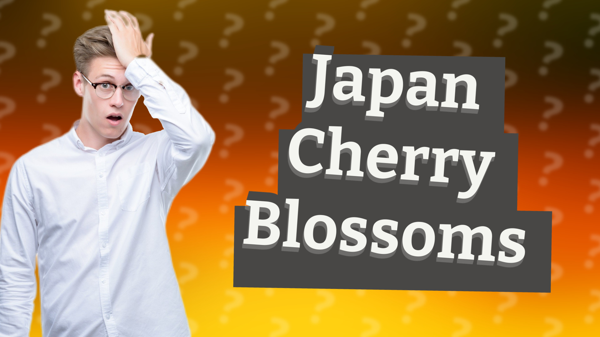 Japan Cherry Blossoms