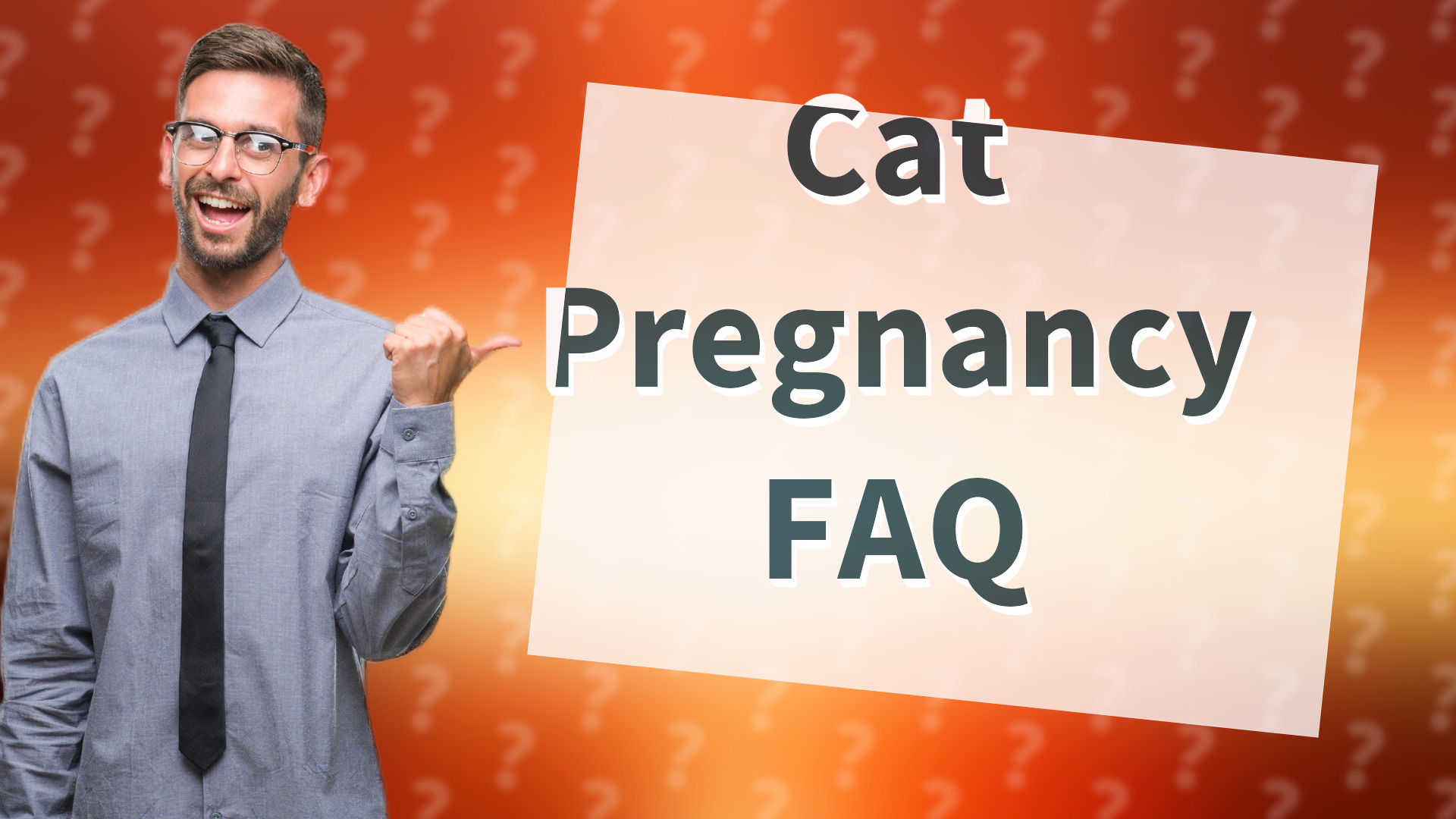 Cat Pregnancy FAQ