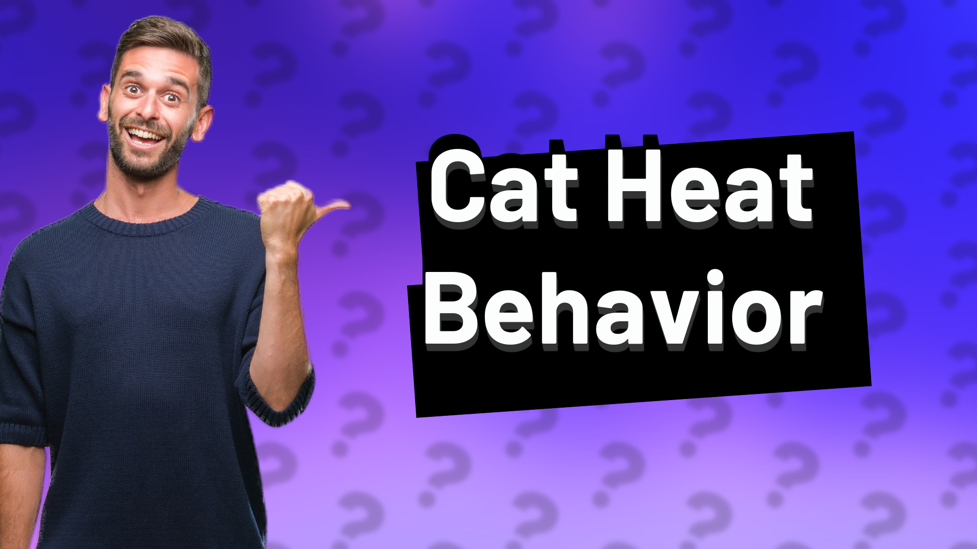 Cat Heat Behavior