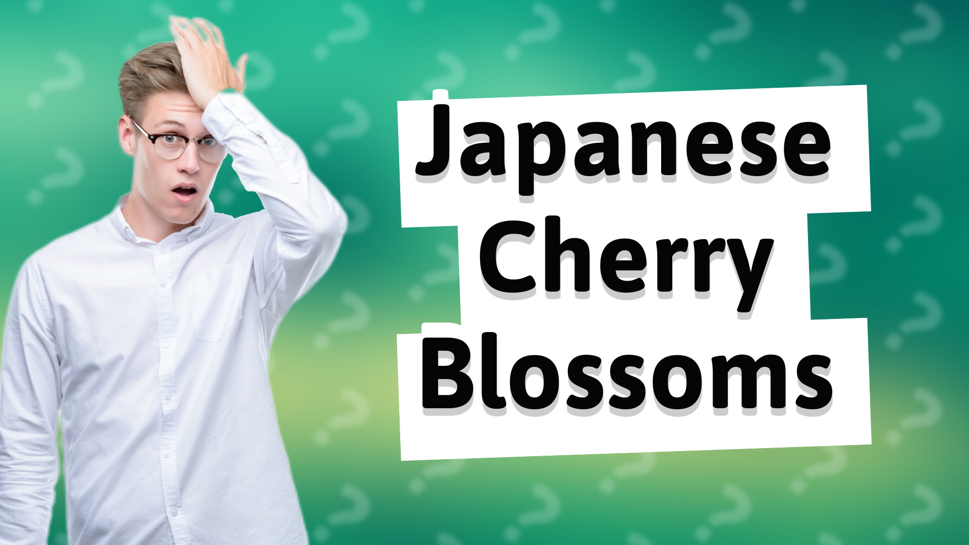 Japanese Cherry Blossoms
