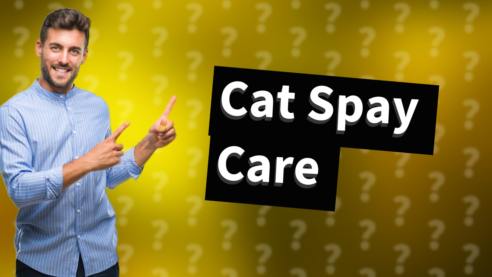 Cat Spay Care