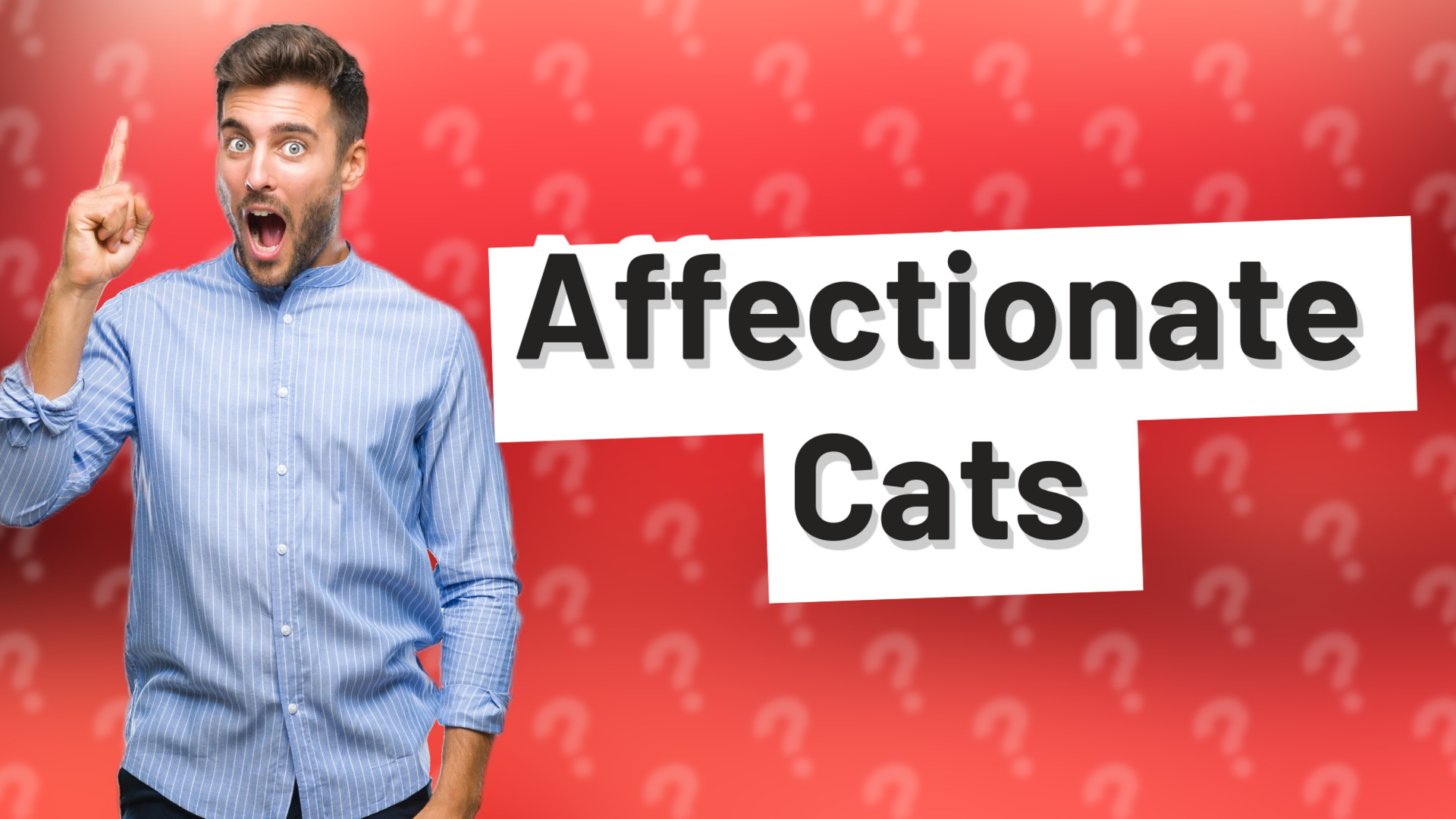 Affectionate Cats