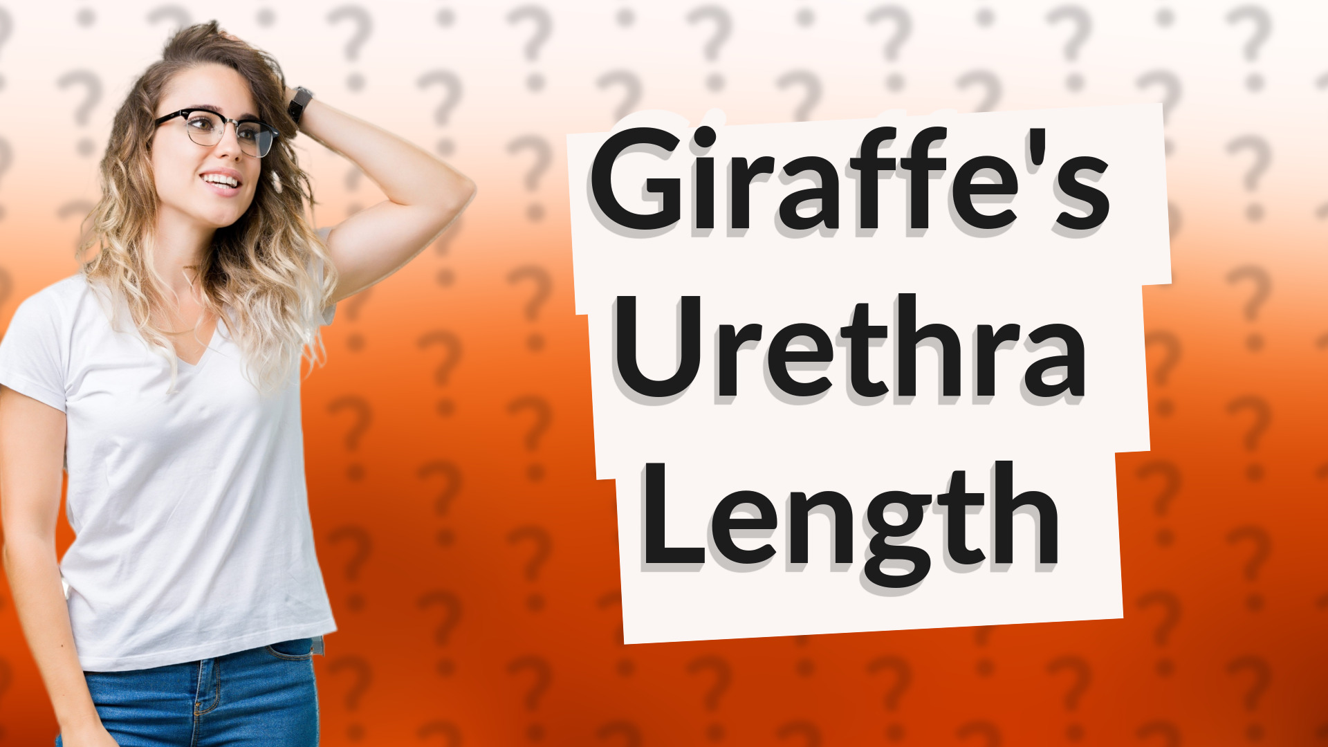 Giraffe's Urethra Length