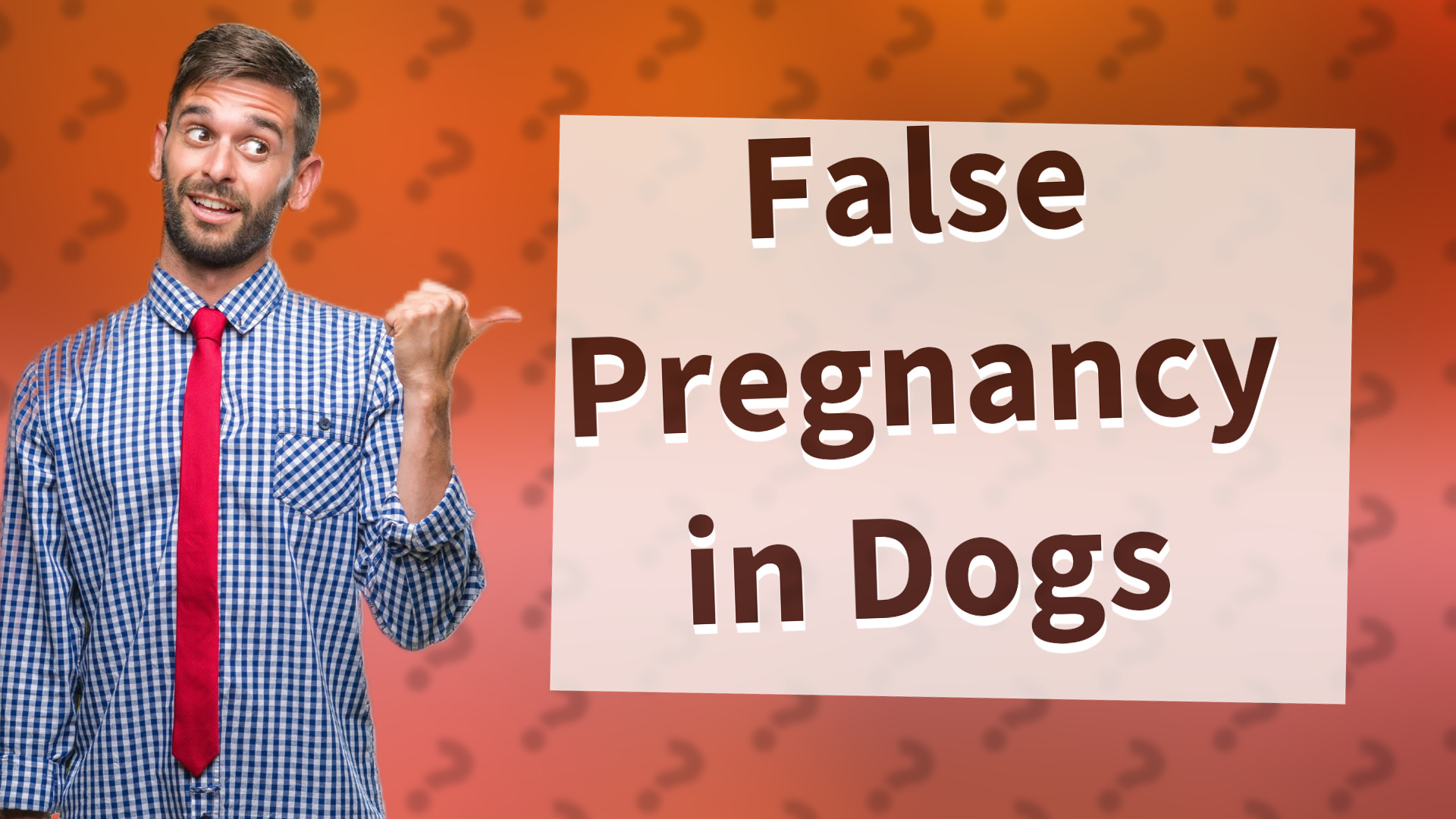 False Pregnancy in Dogs