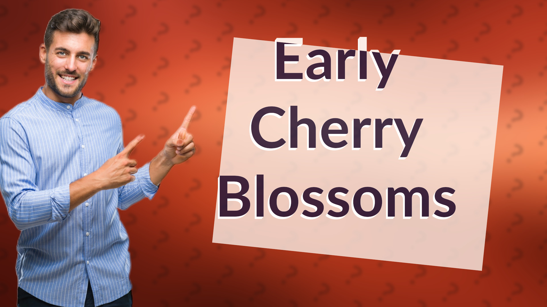 Early Cherry Blossoms