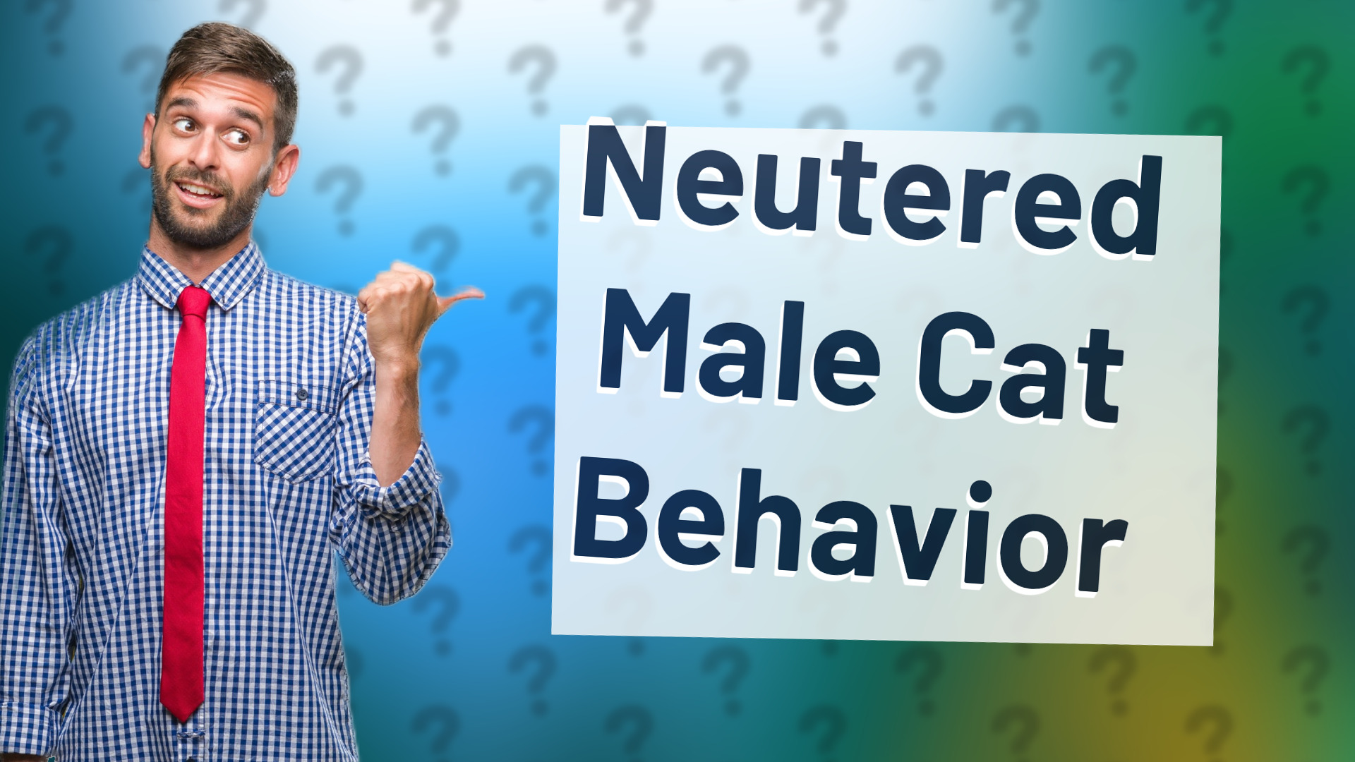 Neutered Male Cat Behavior