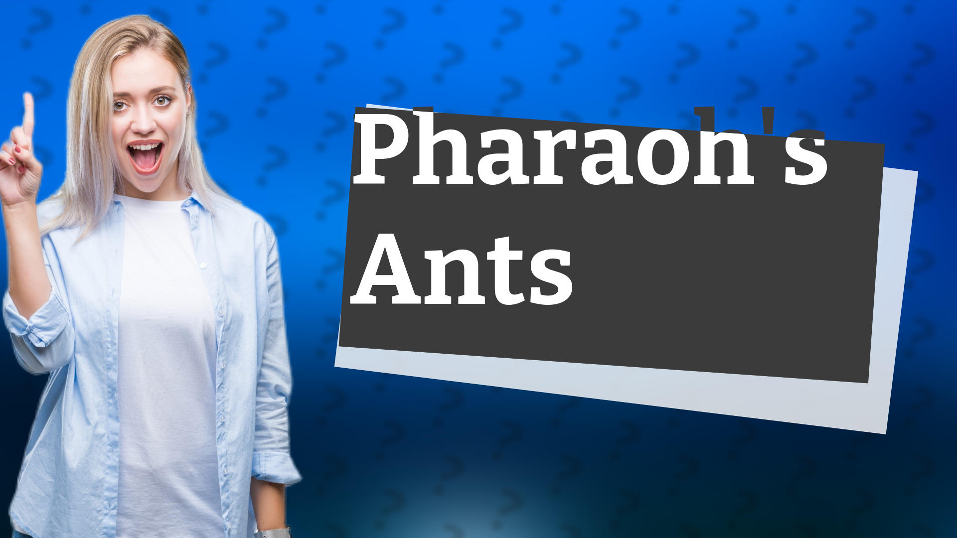 Pharaoh's Ants