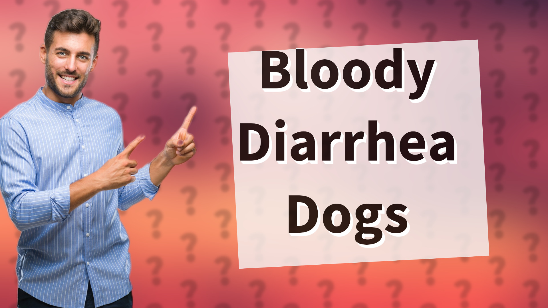 Bloody Diarrhea Dogs