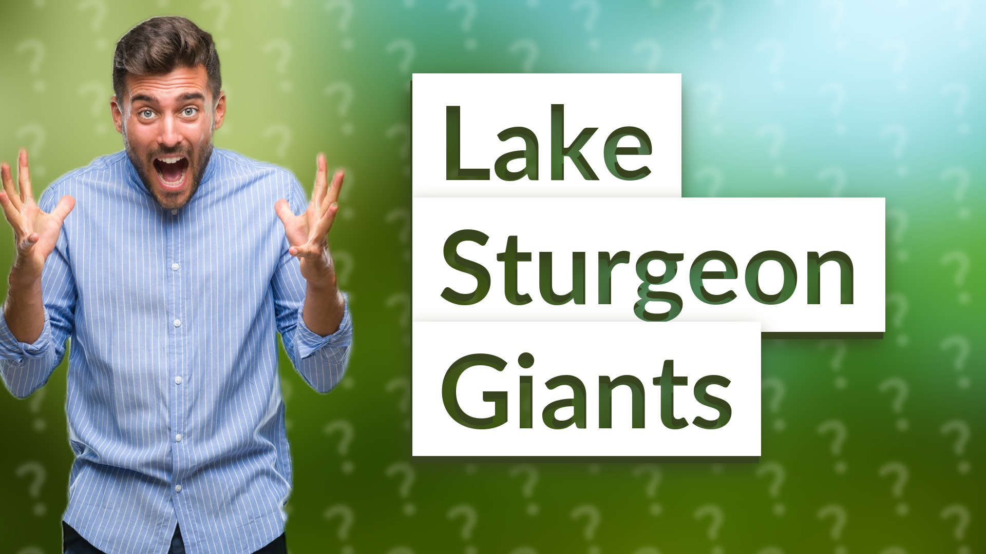 Lake Sturgeon Giants