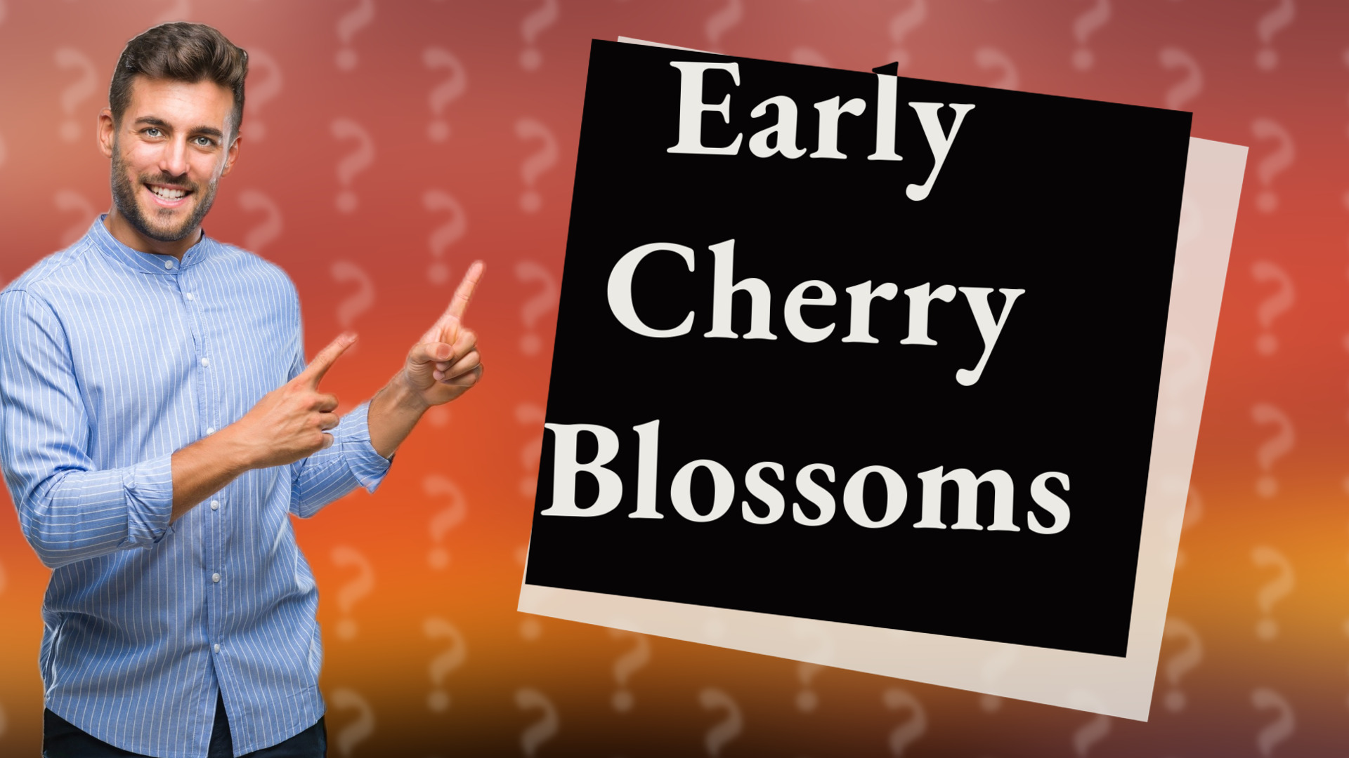 Early Cherry Blossoms