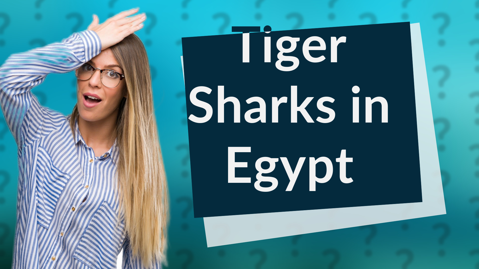 Tiger Sharks in Egypt
