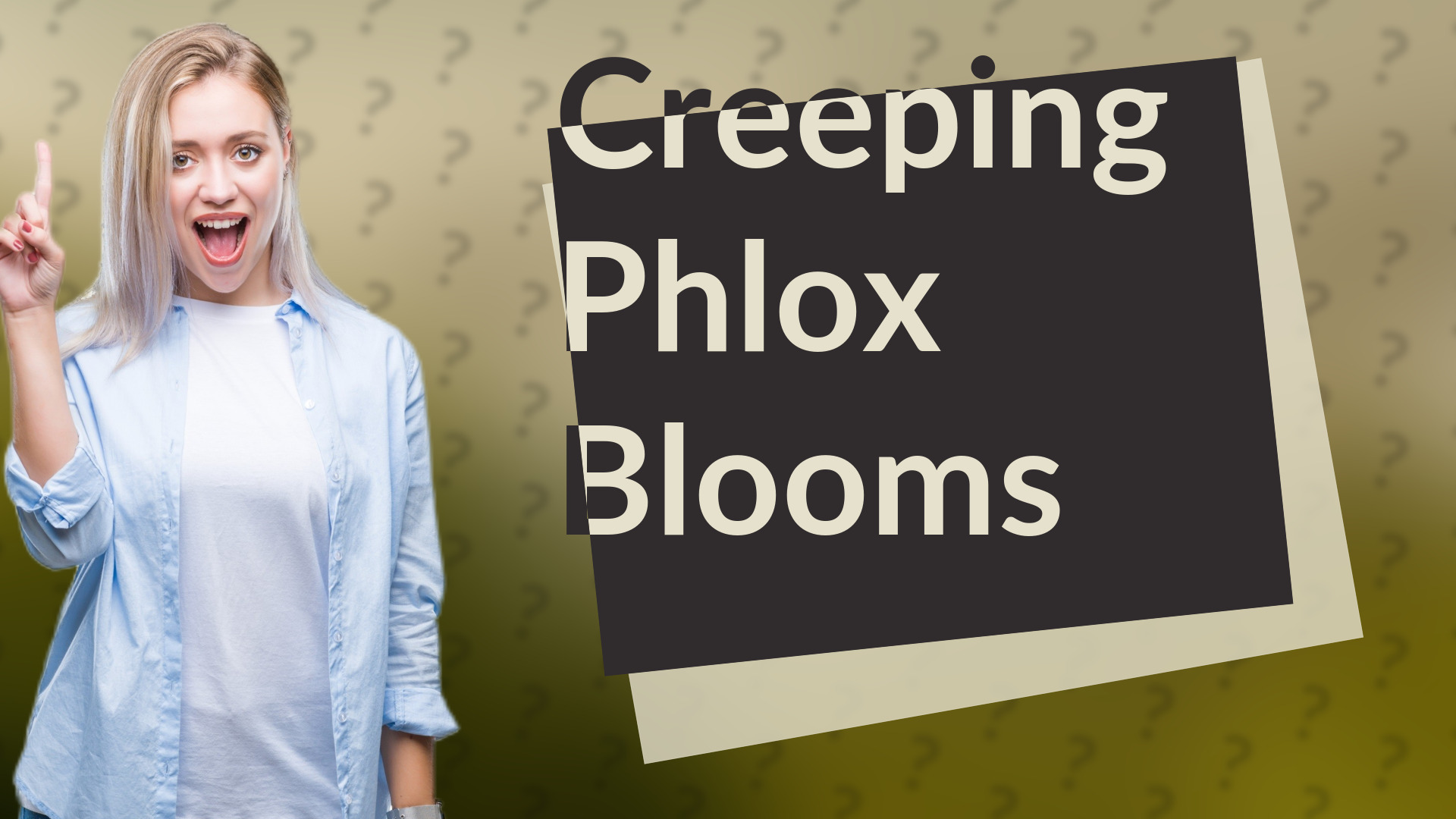 Creeping Phlox Blooms