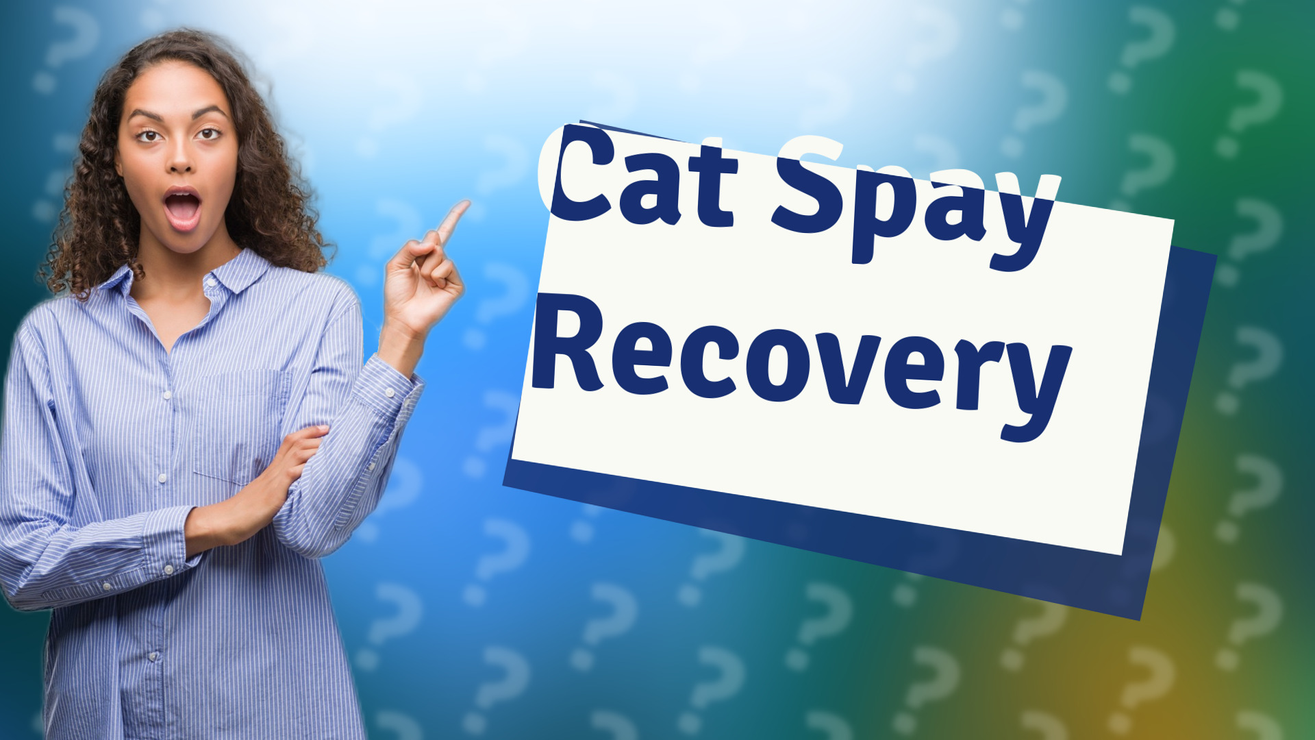 Cat Spay Recovery