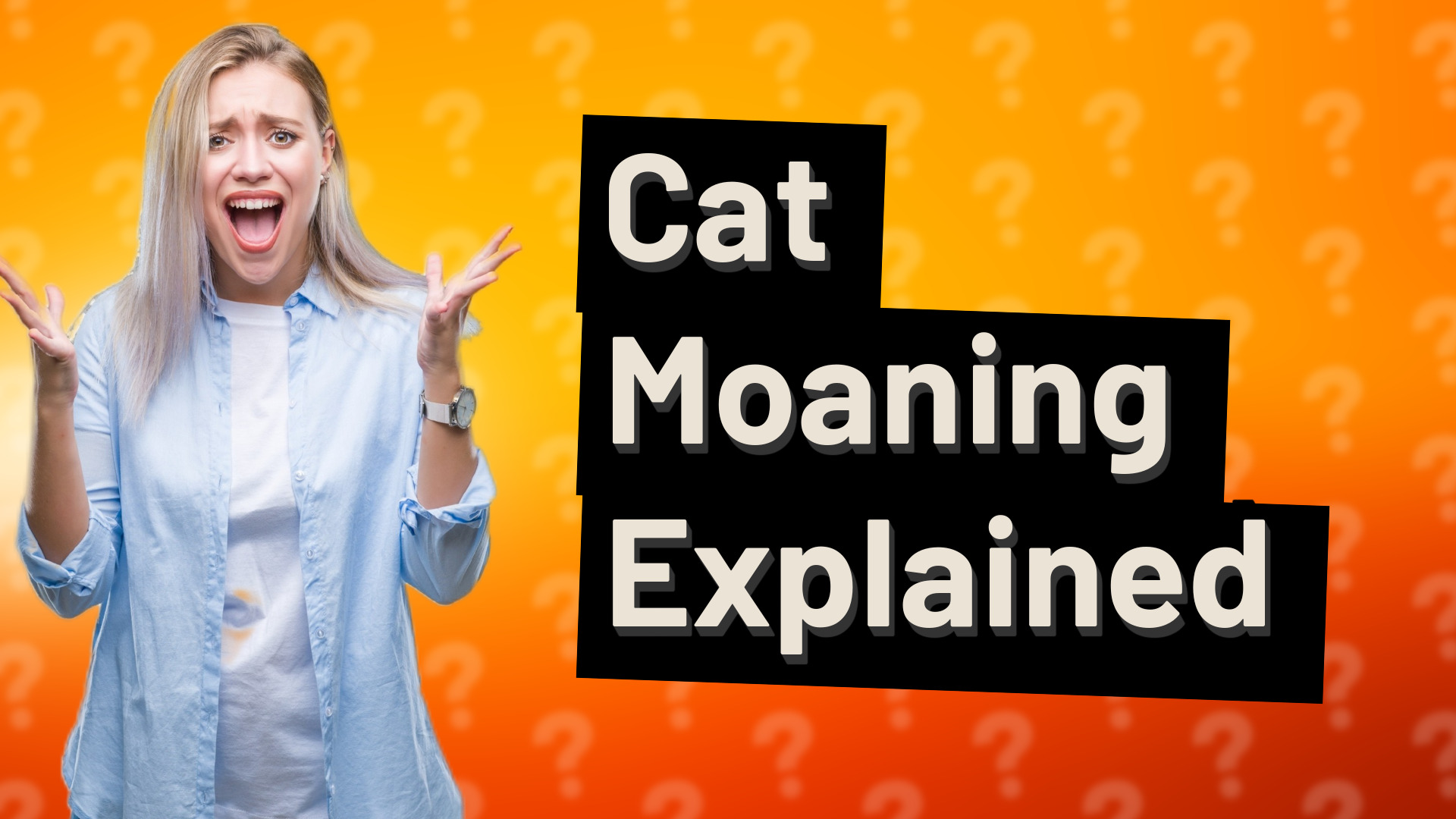 Cat Moaning Explained