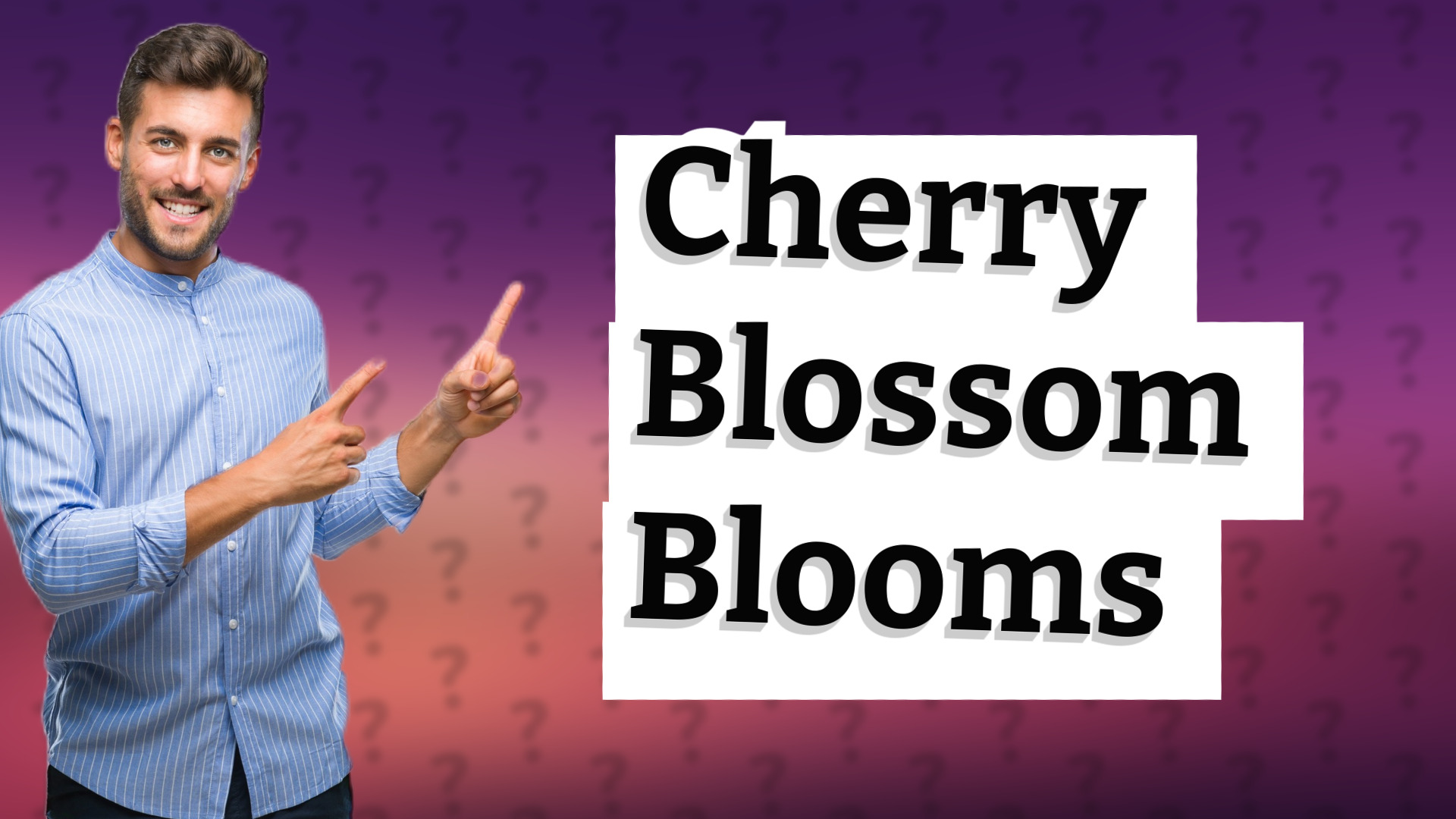 Cherry Blossom Blooms